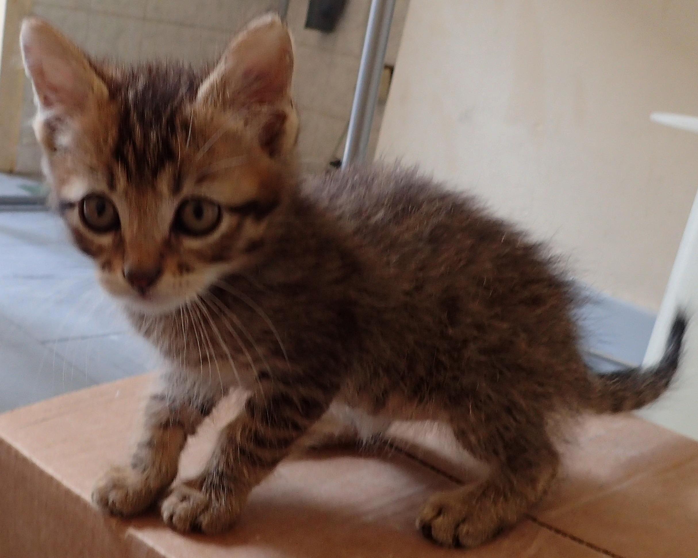 Peoples That Already Saw Kittens with Severe Growing Problems, What Age Maximum Could You Say This Kitty Have