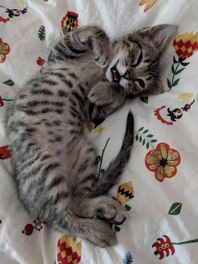 Petey Waking Up from a Nap. I Feel Like Hes Too Cute to Be Real Sometimes
