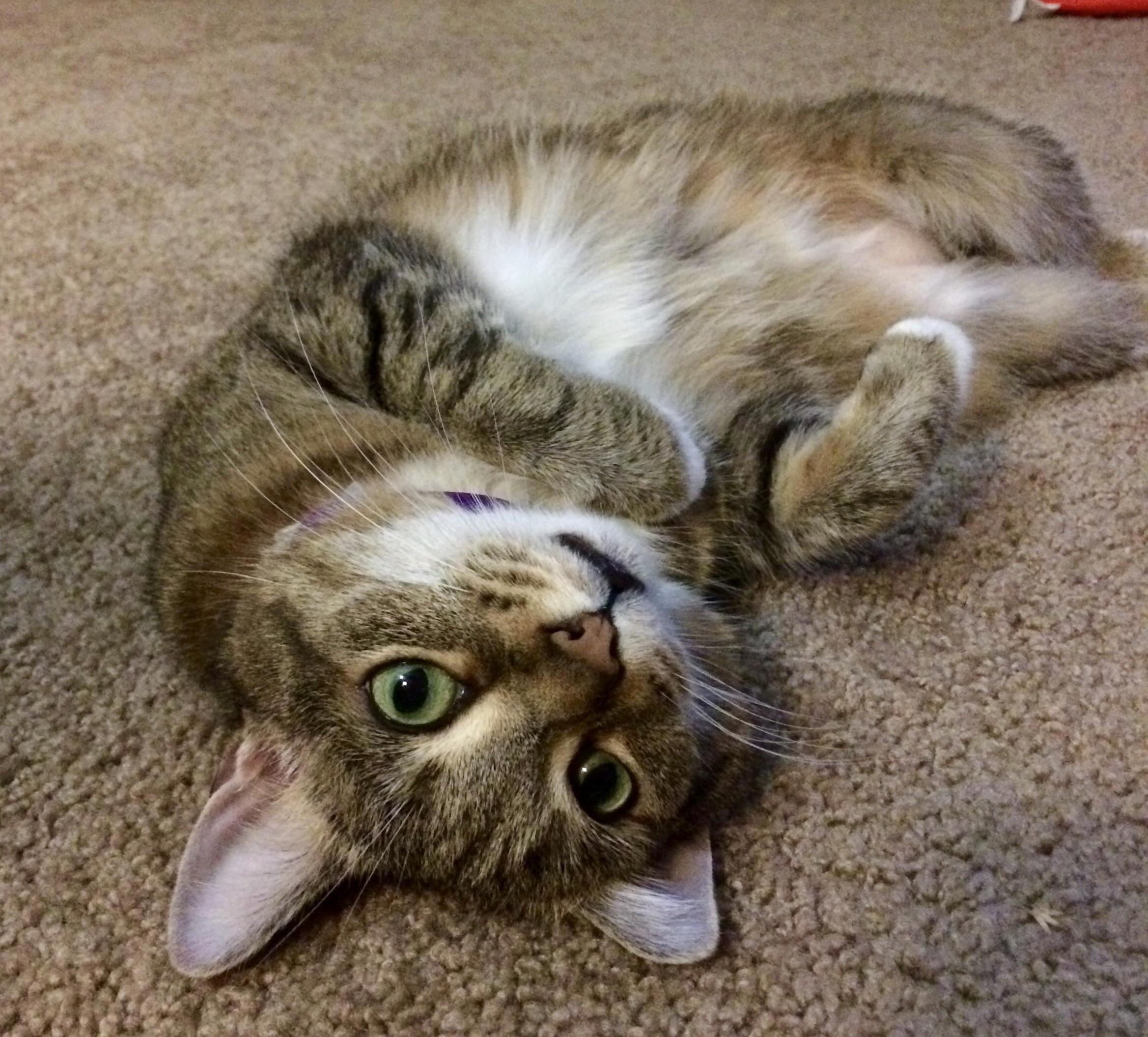 Petri Has Learned That She Gets Attention Immediately When She Strikes This Pose