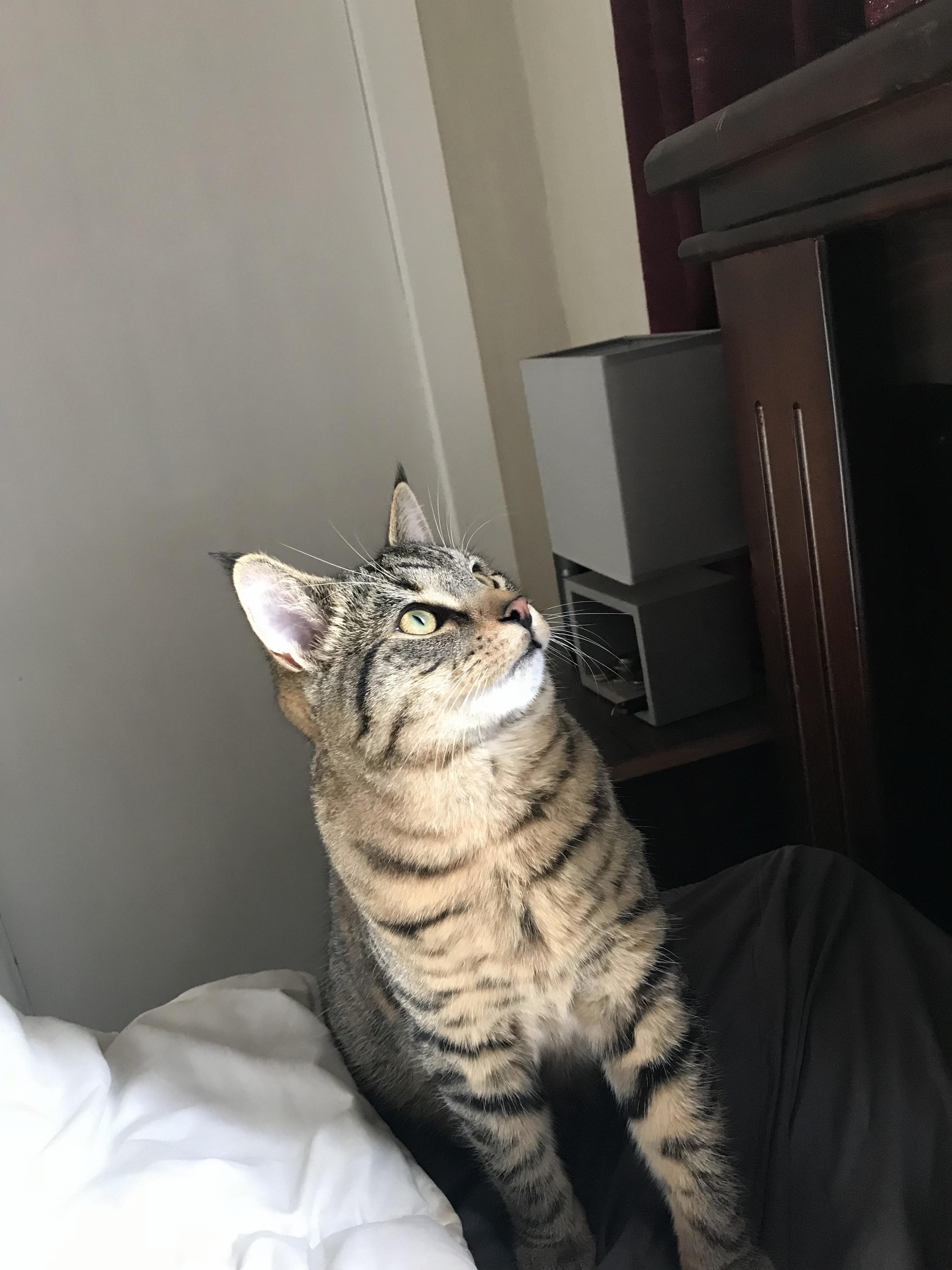 Photogenic Tweedle with His Top of the Ear Floofs