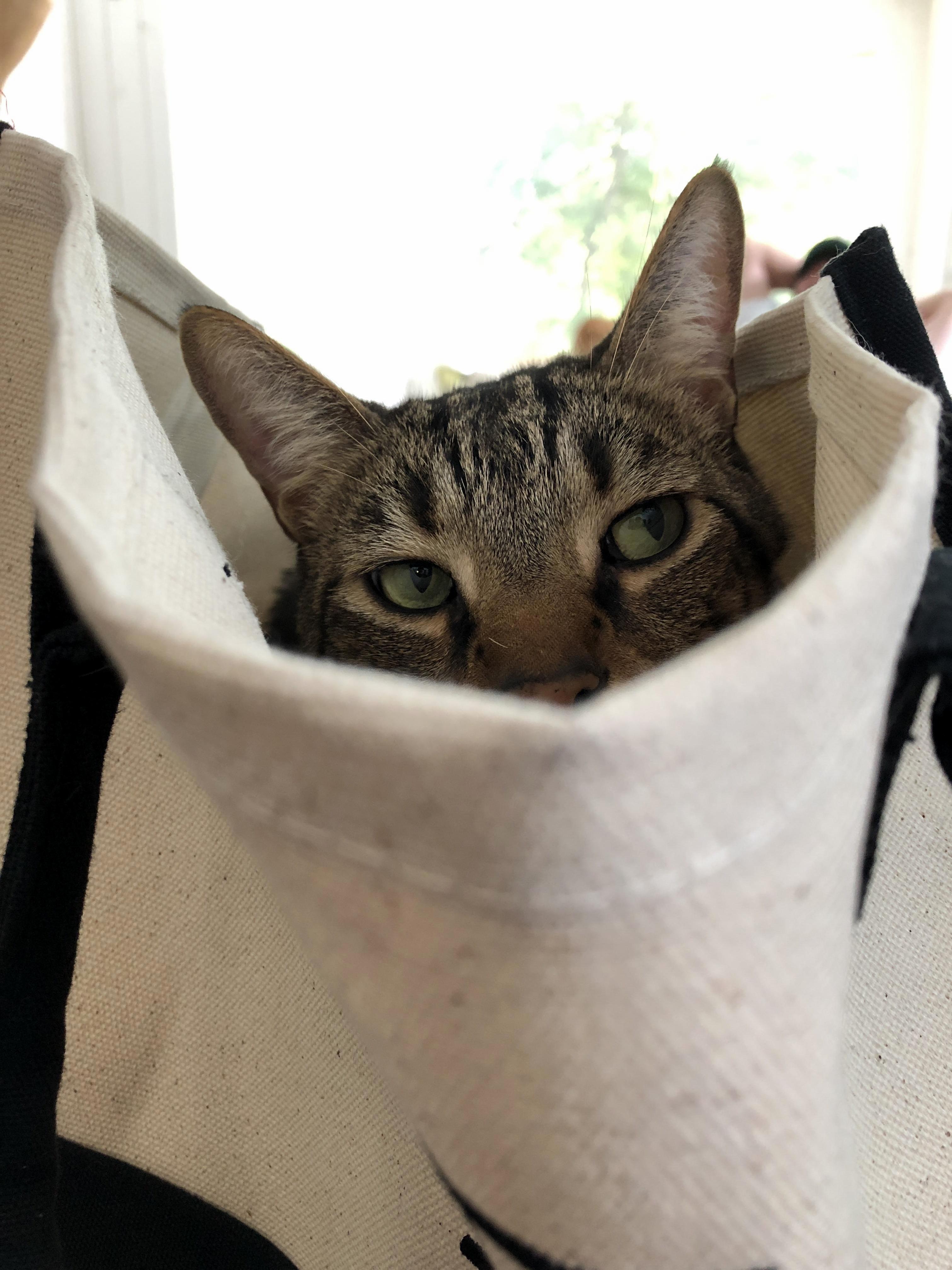 Pickles Is at Shifty Little Rascal