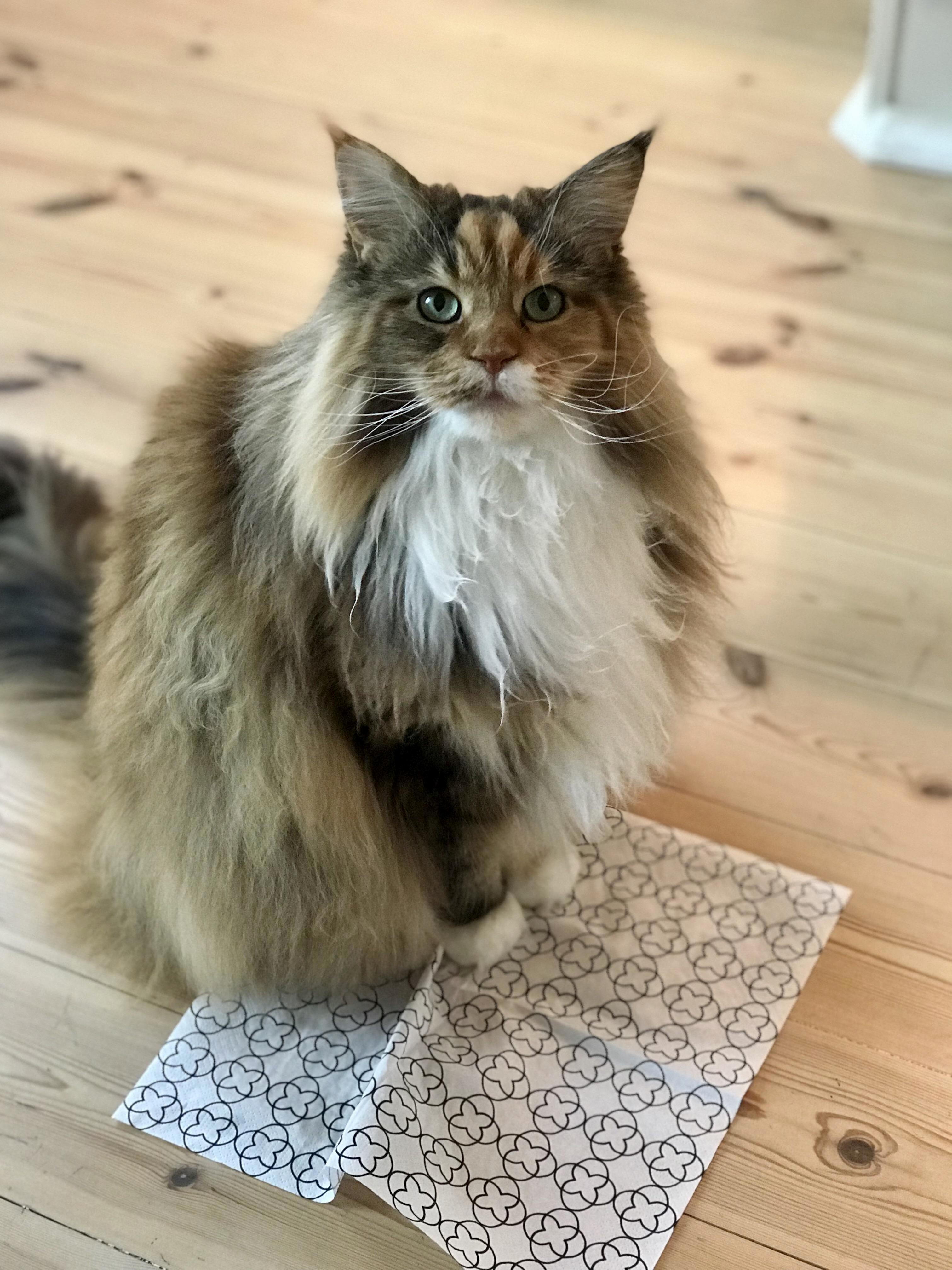Pixel Thinks That Napkins Are Also Good for Sits