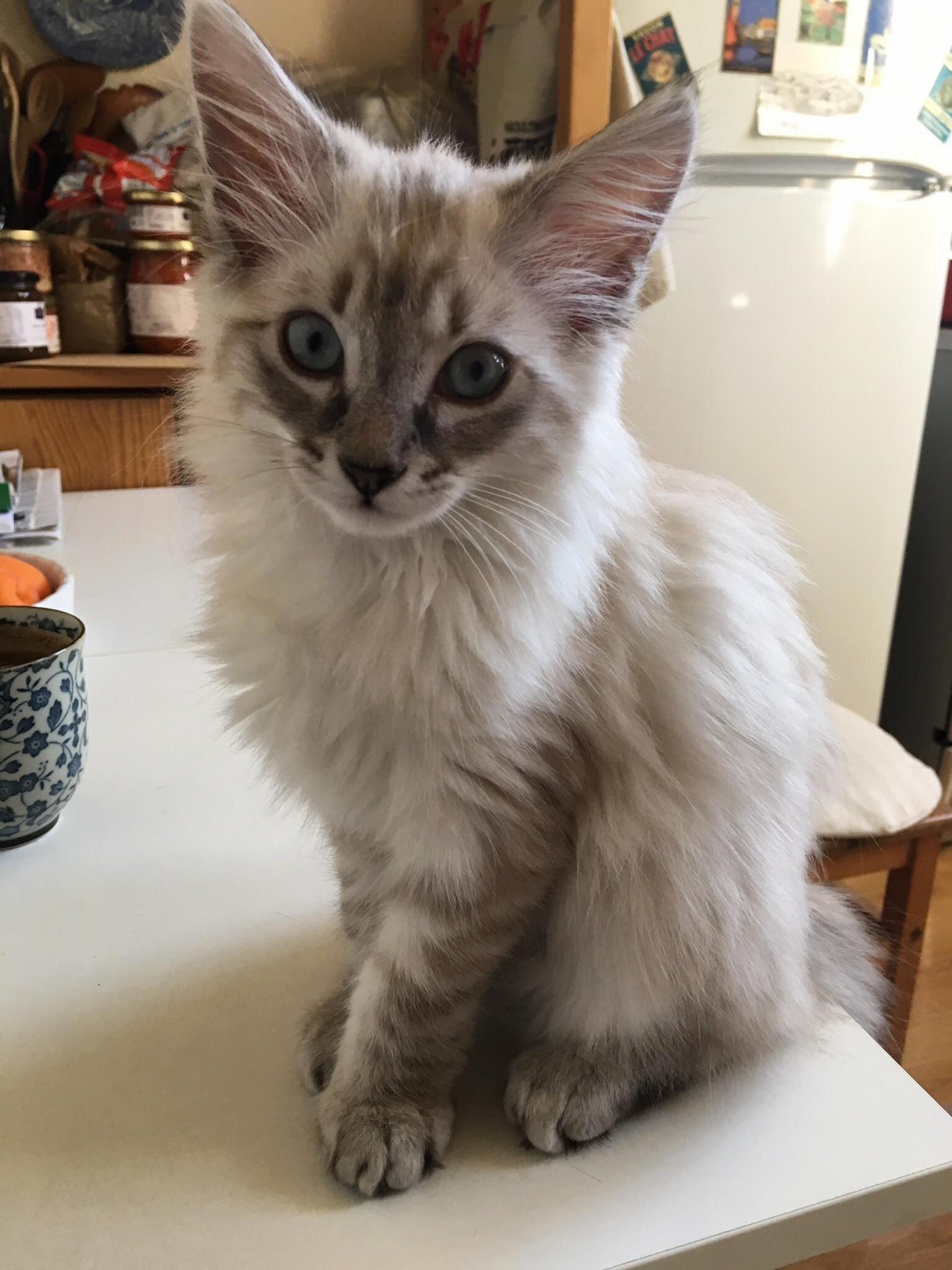 Pixie Is a Kitty. She Is French