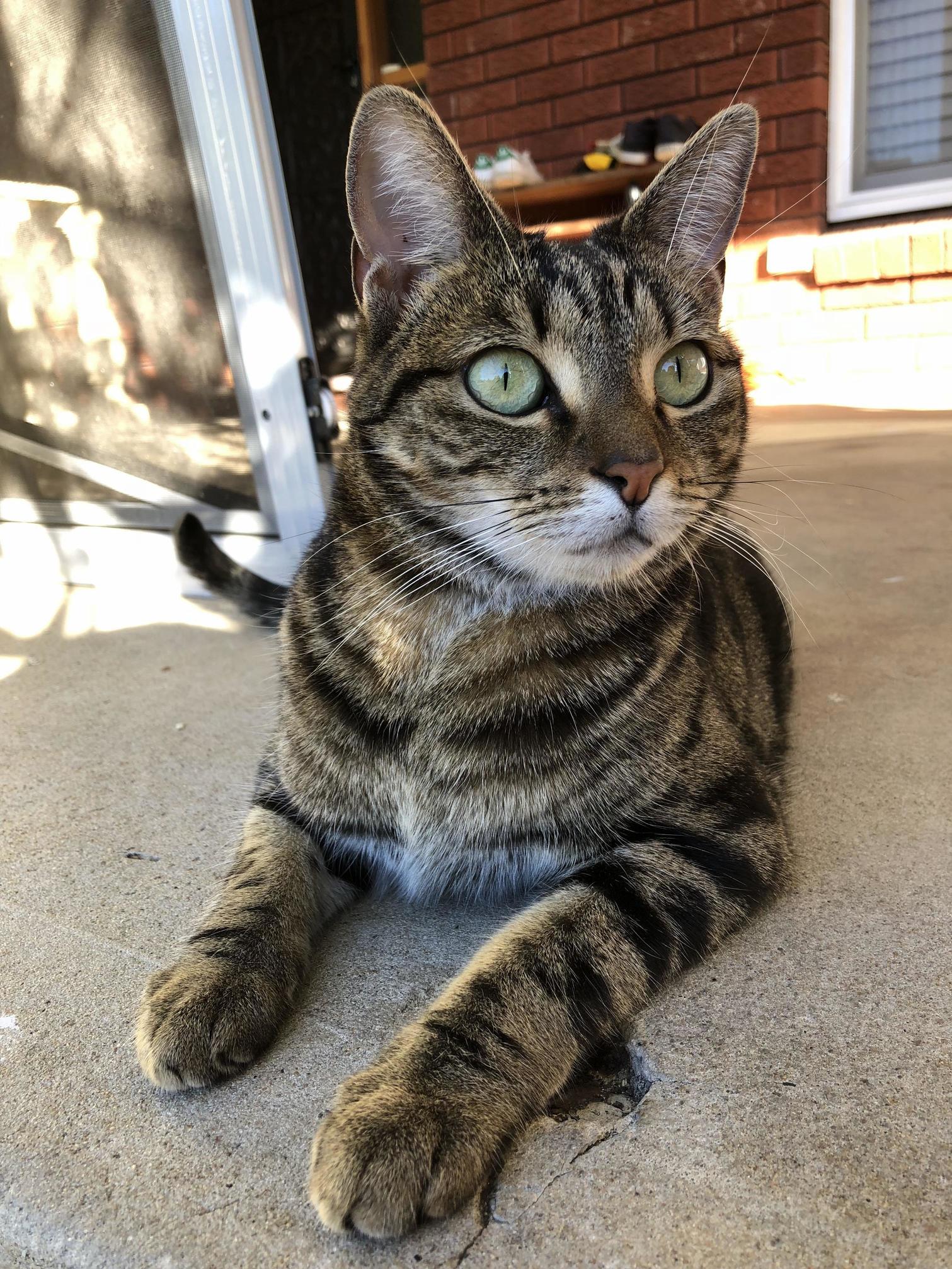 Portrait Mode on a Photogenic Cat Does Wonders