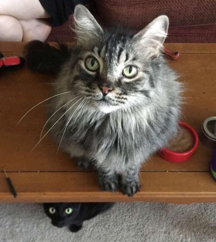 Pretty Babies Ripley and Lazarus