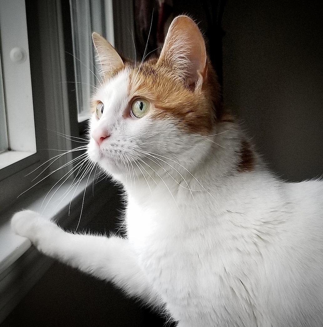 Pur Bunny Minkin Watching Birds.