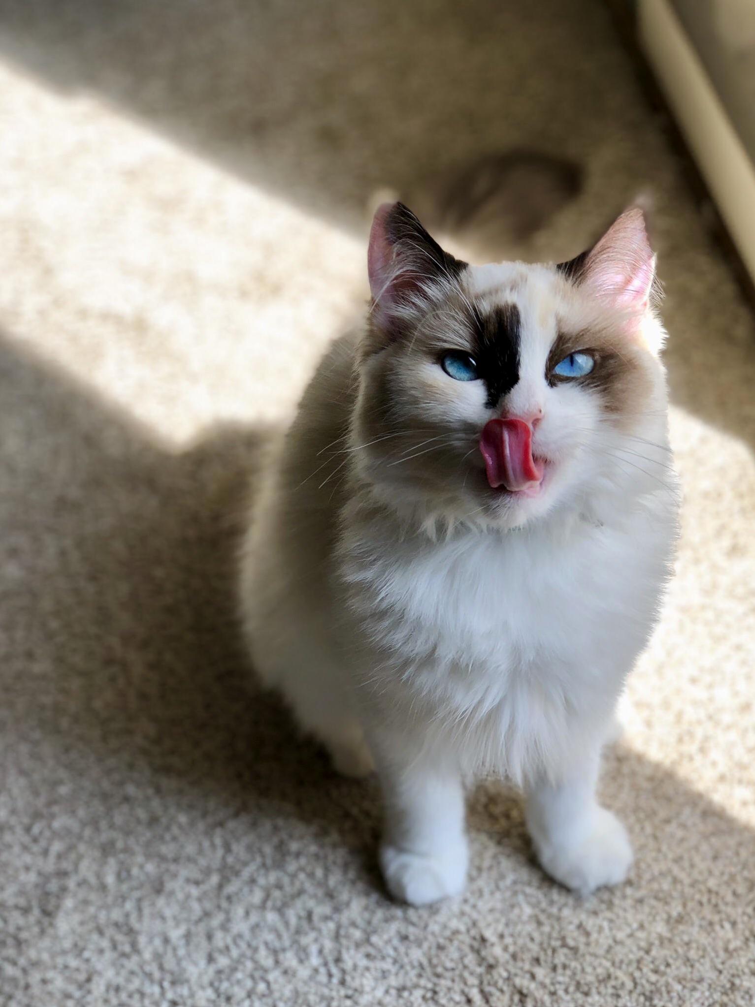 Purrfect Timing