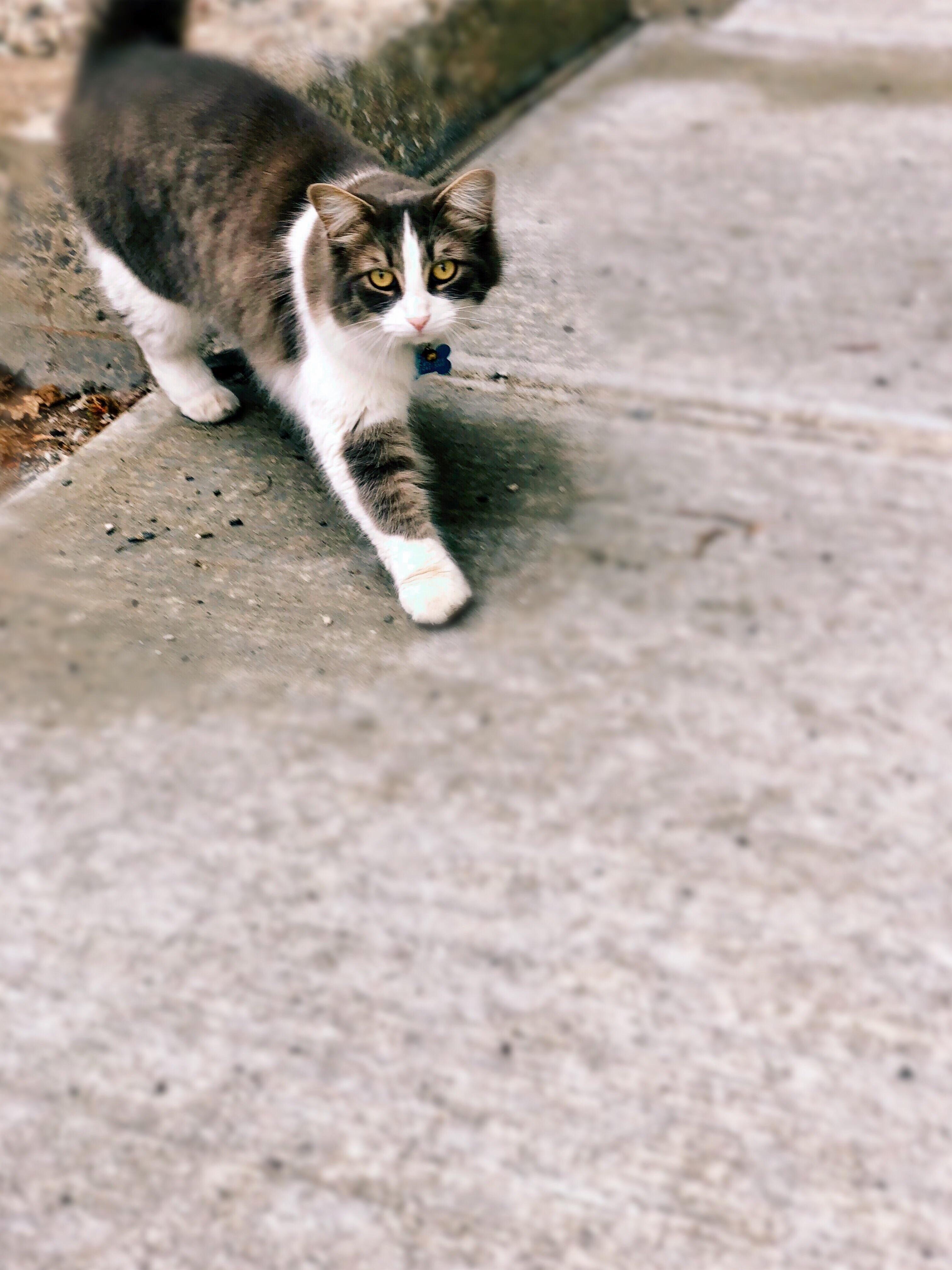 Random Cat I Saw on the Street!