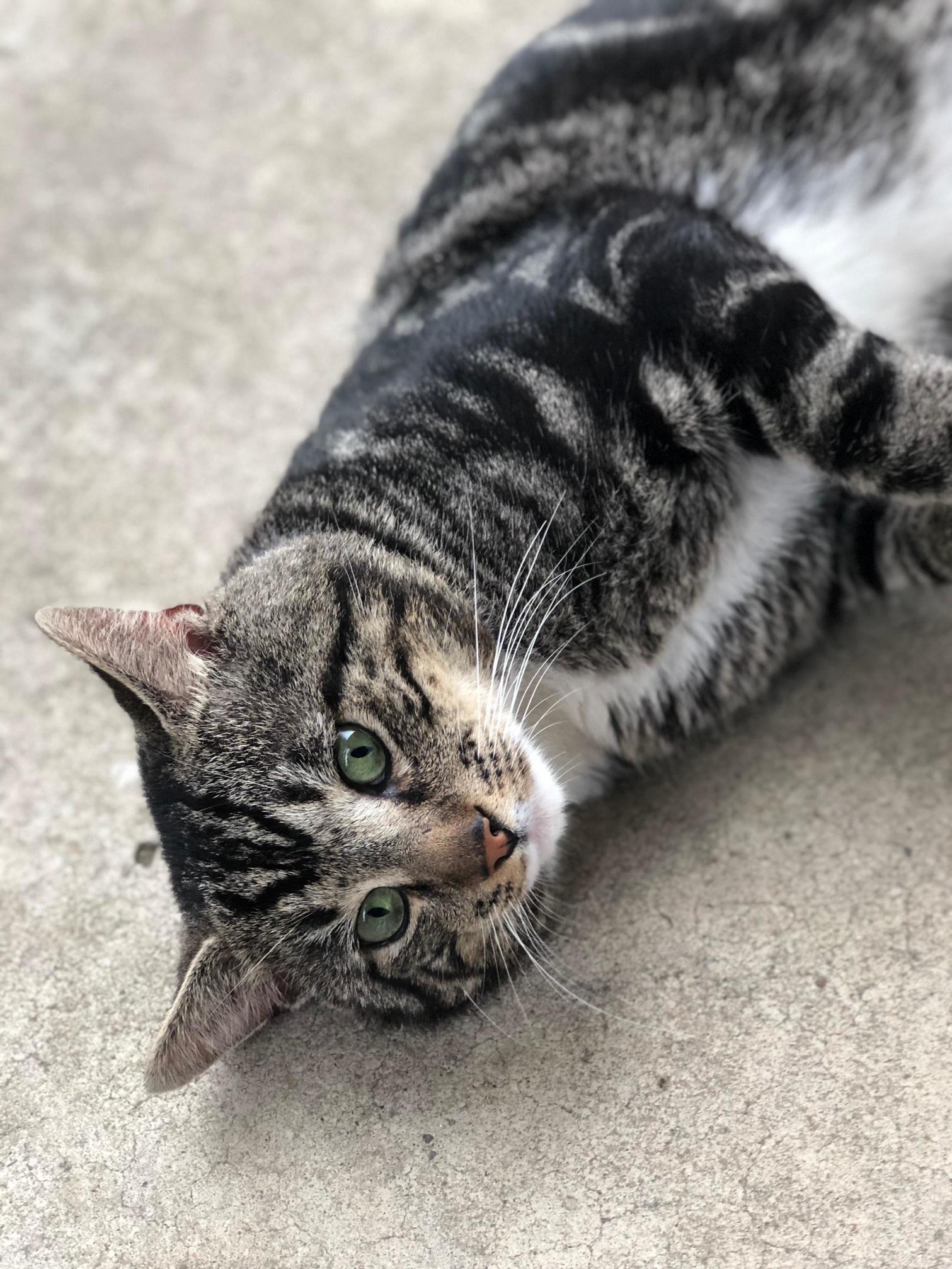 Reddit, Meet Big Head, a Neighborhood Stray That I Feed As Often As Hell Come Around. Hes As Loud As He Is Lovable.