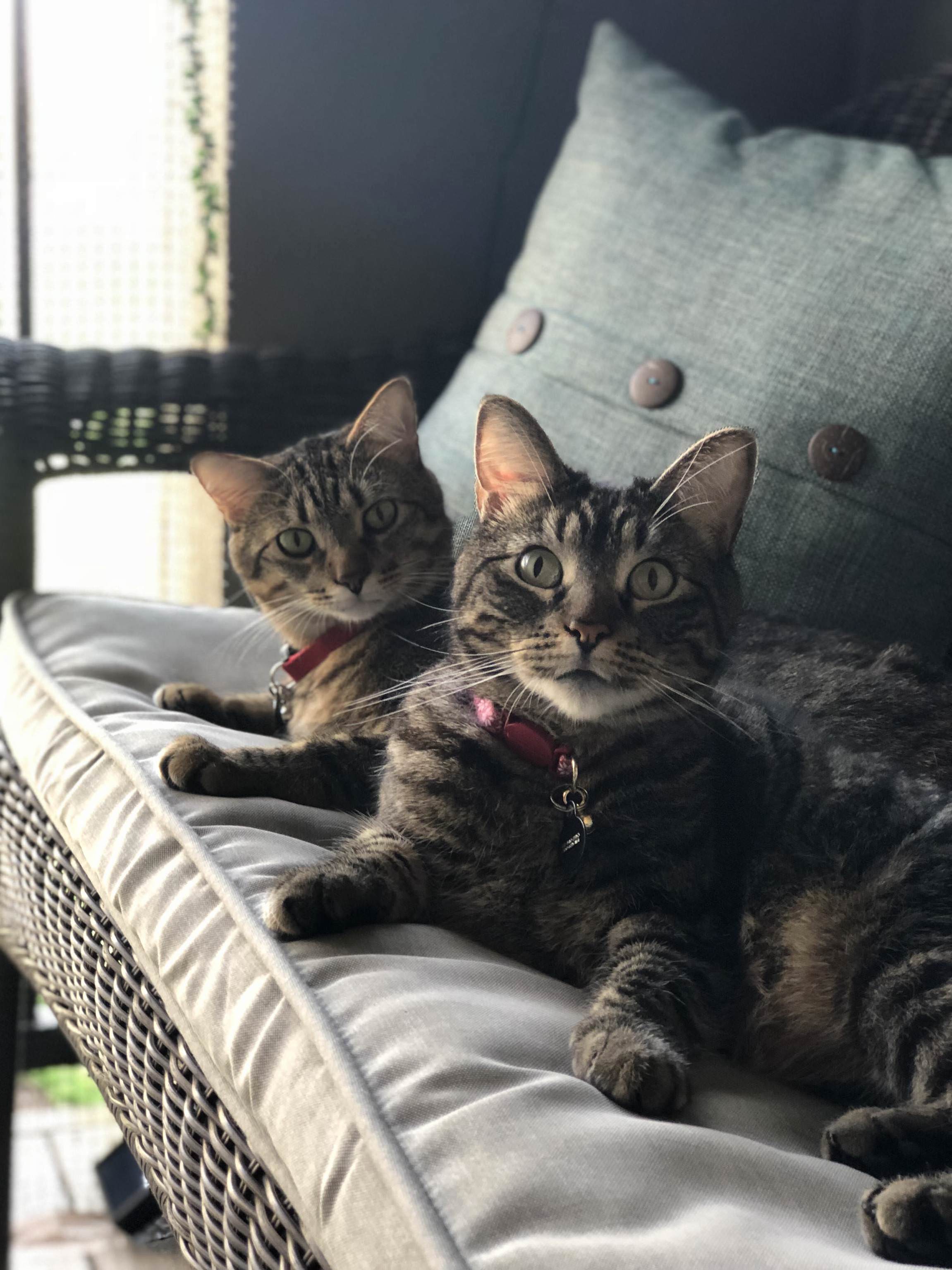 Reddit, Meet Meeko and Leo!