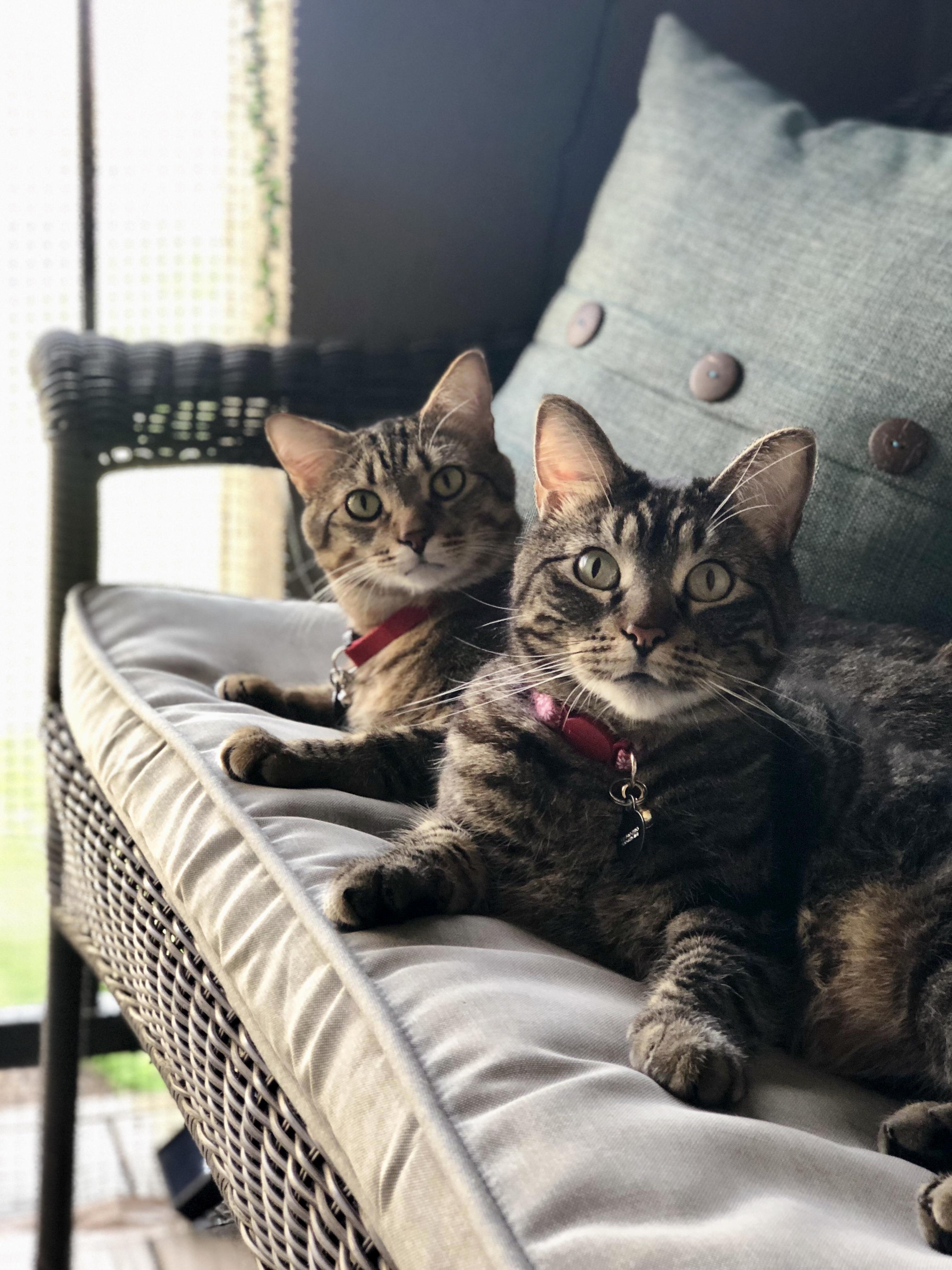 Reddit, Meet My Kitties Meeko and Leo!