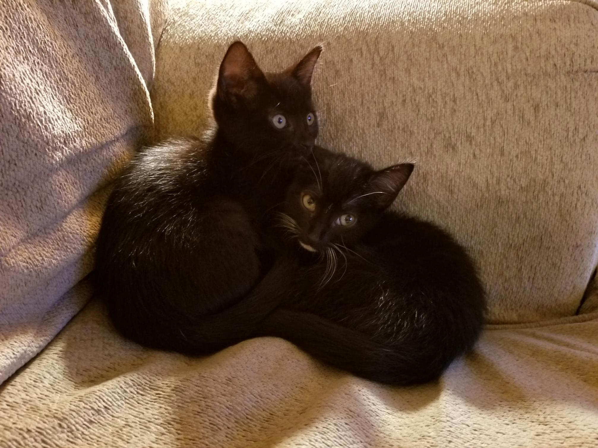 Reddit, Meet Okoye and Nakia!
