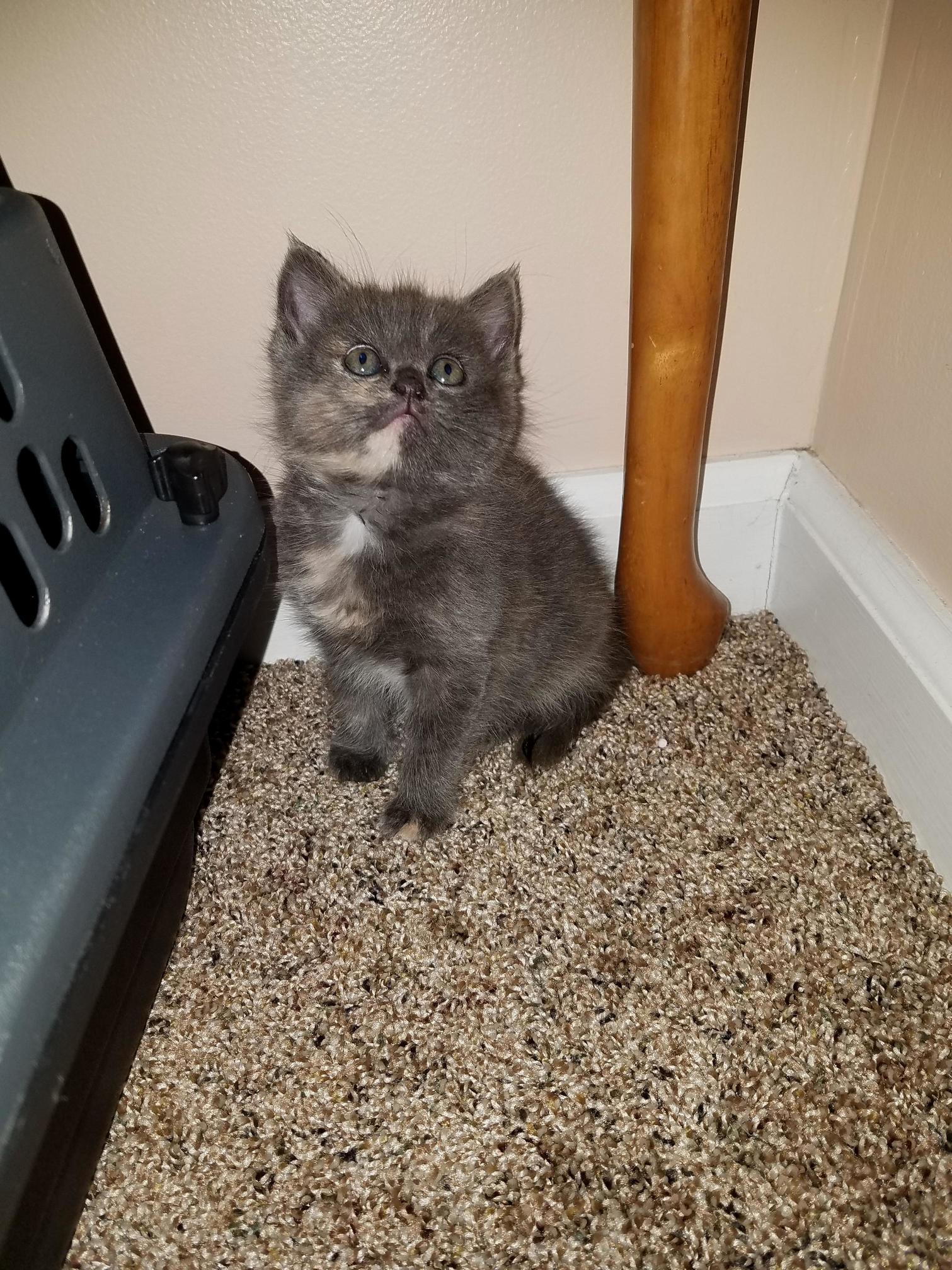 Rescued from the Sewer at 4 Weeks Old and Now Safe in Her Forever Home!