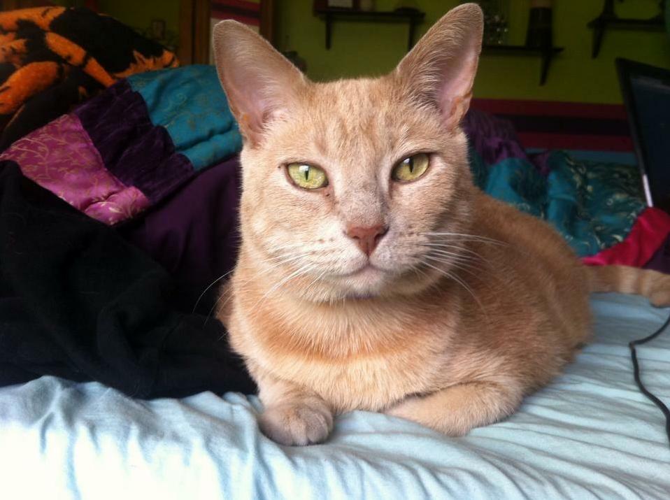 Rest in Peace My Sweet Baby. Thank You for an Amazing 15 Years.
