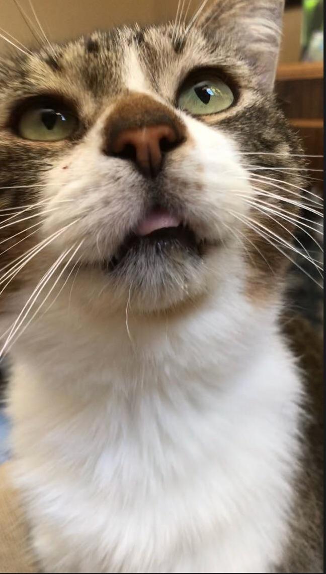 Rest in Peace Percy. You Were a Good Boy, the Goodest of Boys. You Left Paw Prints on My Heart.