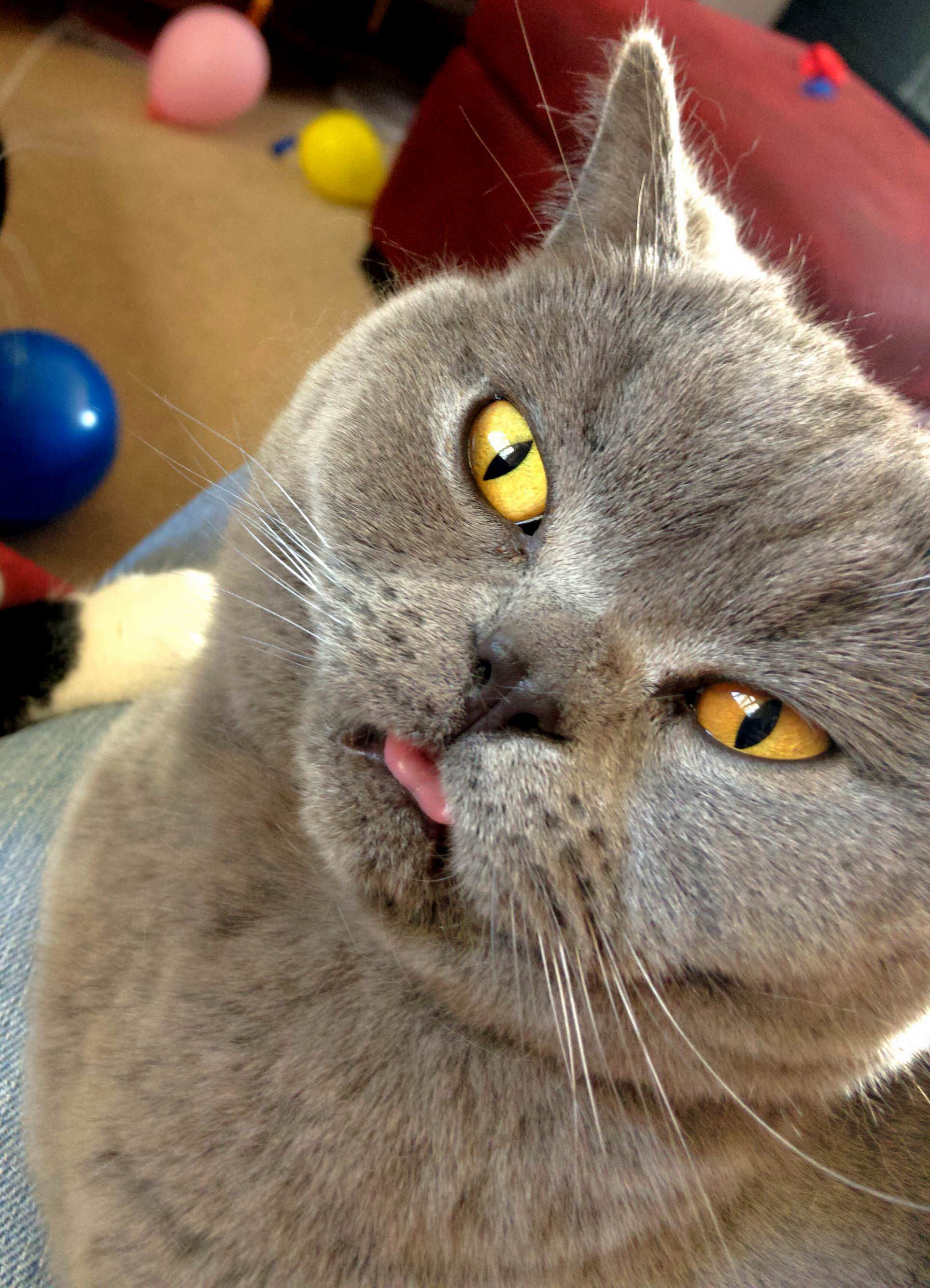 Ripley, My British Blue Shorthair, Doesnt Know Wtaf.