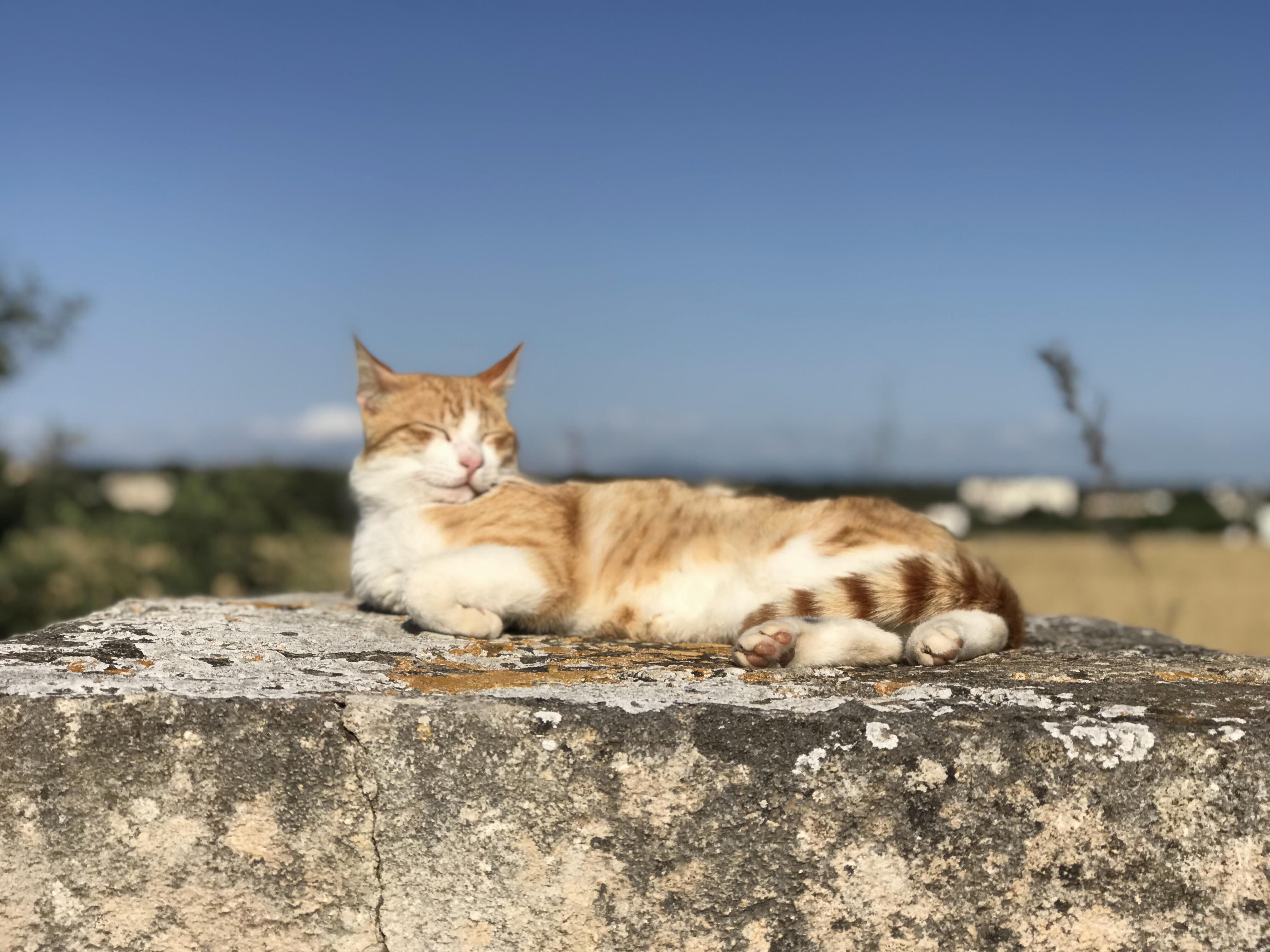 Saw This Guy Sunbathing in Sicily