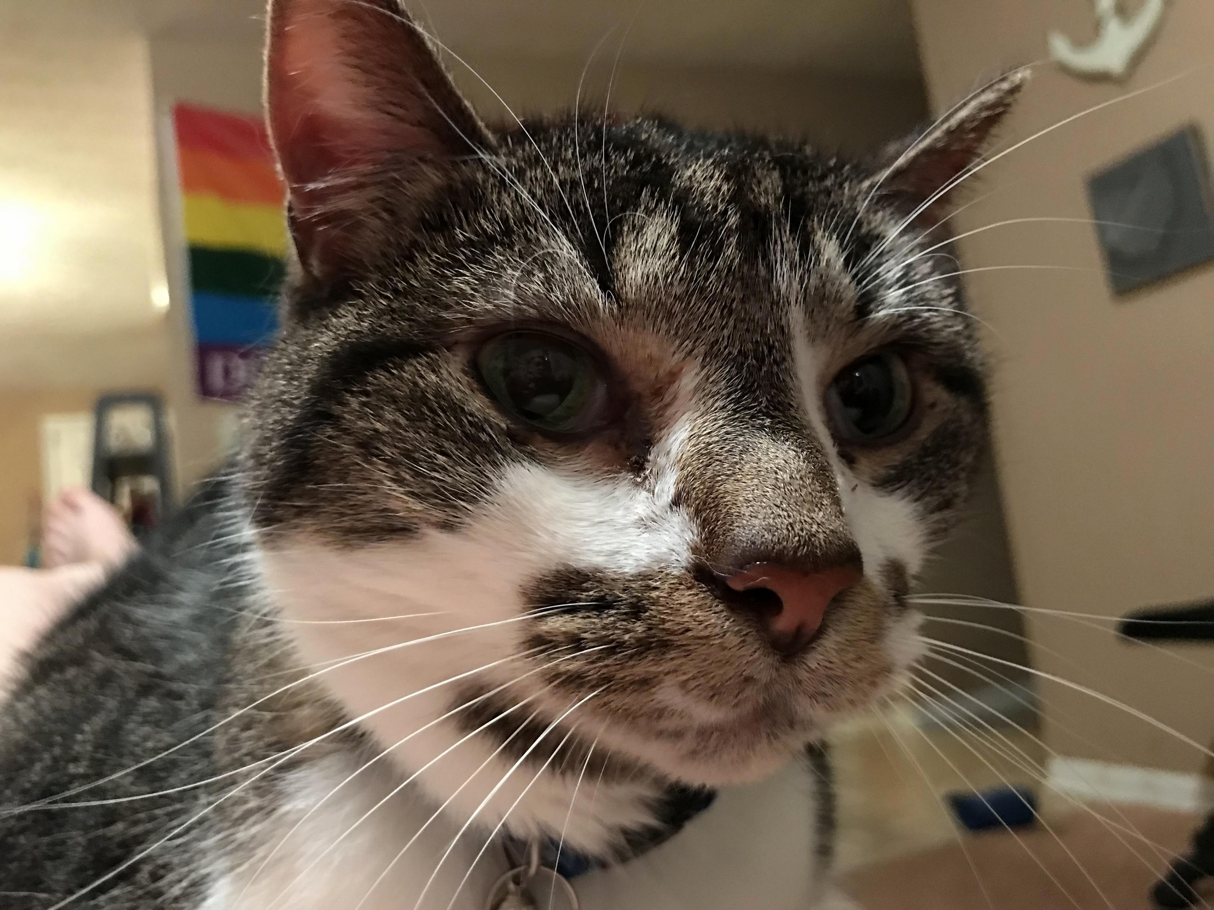 Scoops, King of the House!