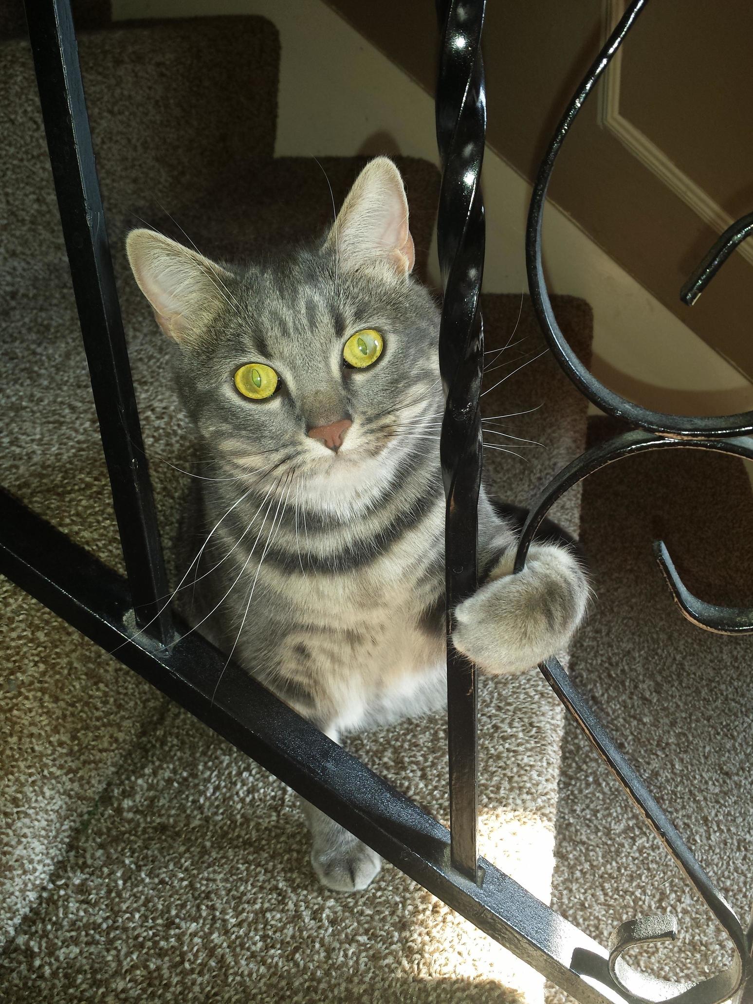 She Is a Very Unique...kitty.