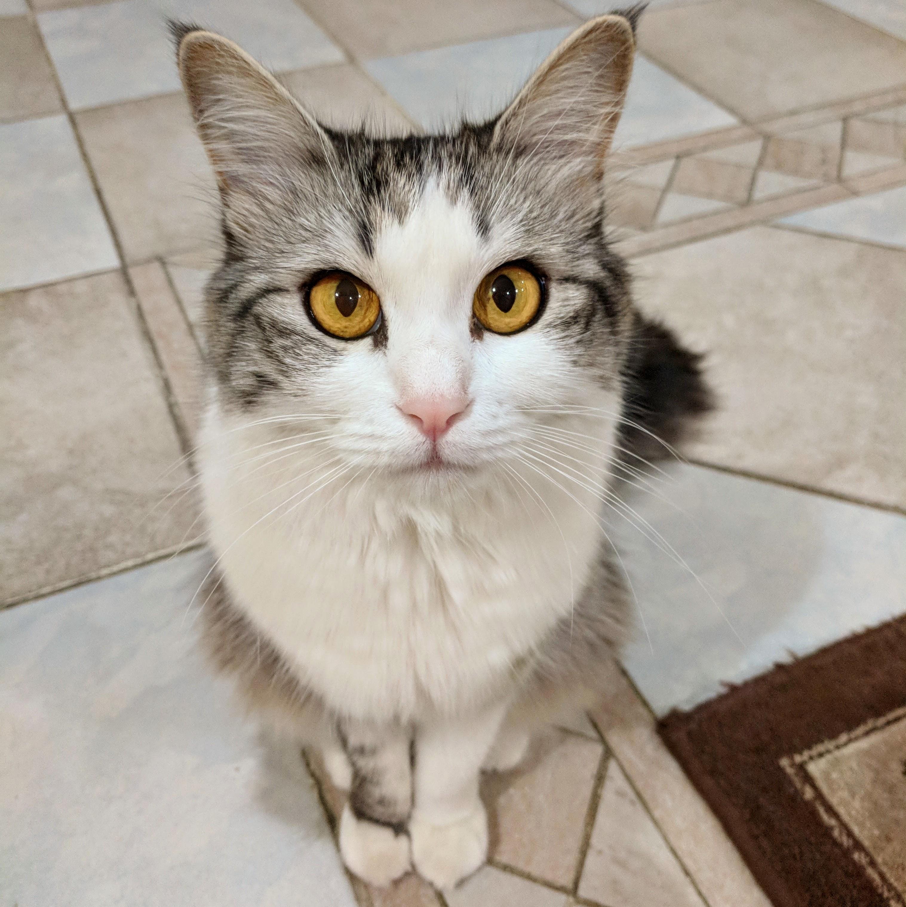 She Is Tryingto Look Innocent. but She Is a Troublemaker.