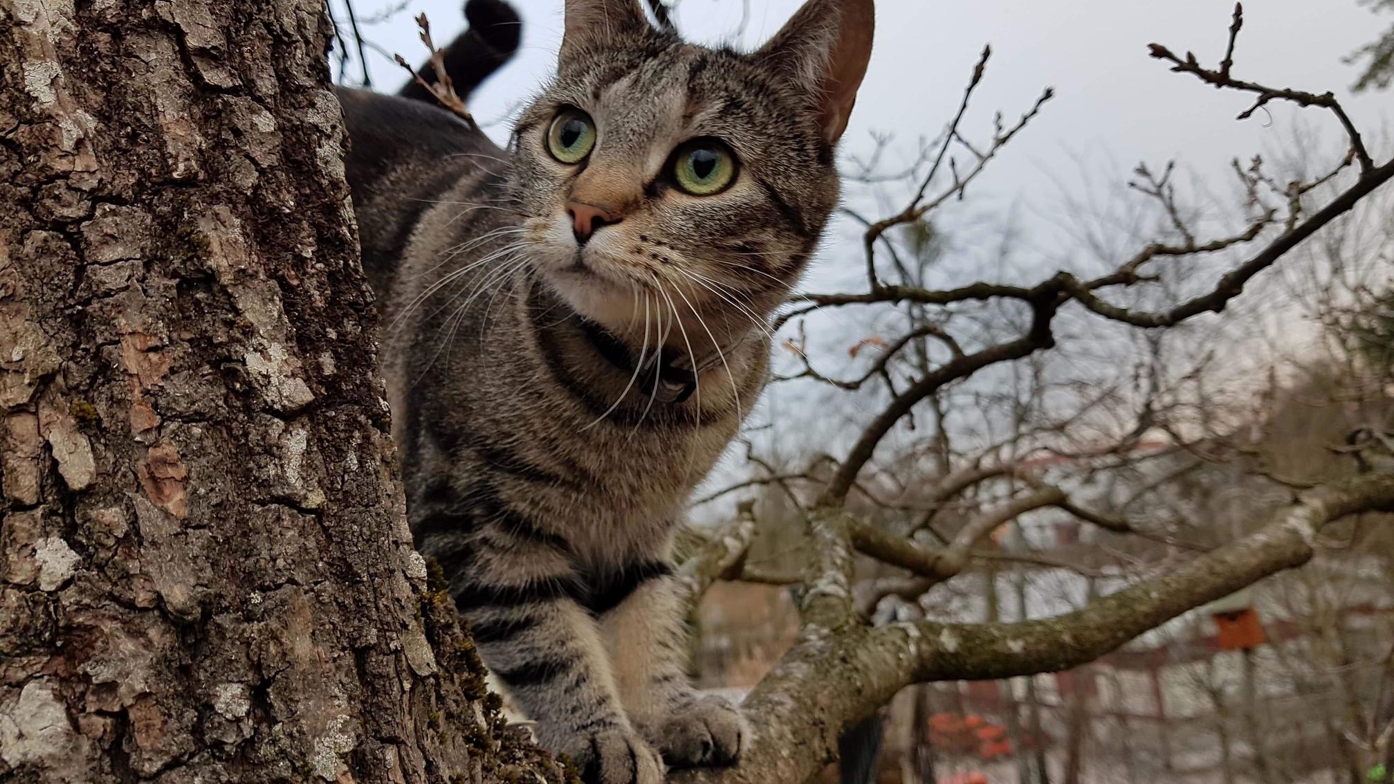 Shelter Cat My Mom Adopted