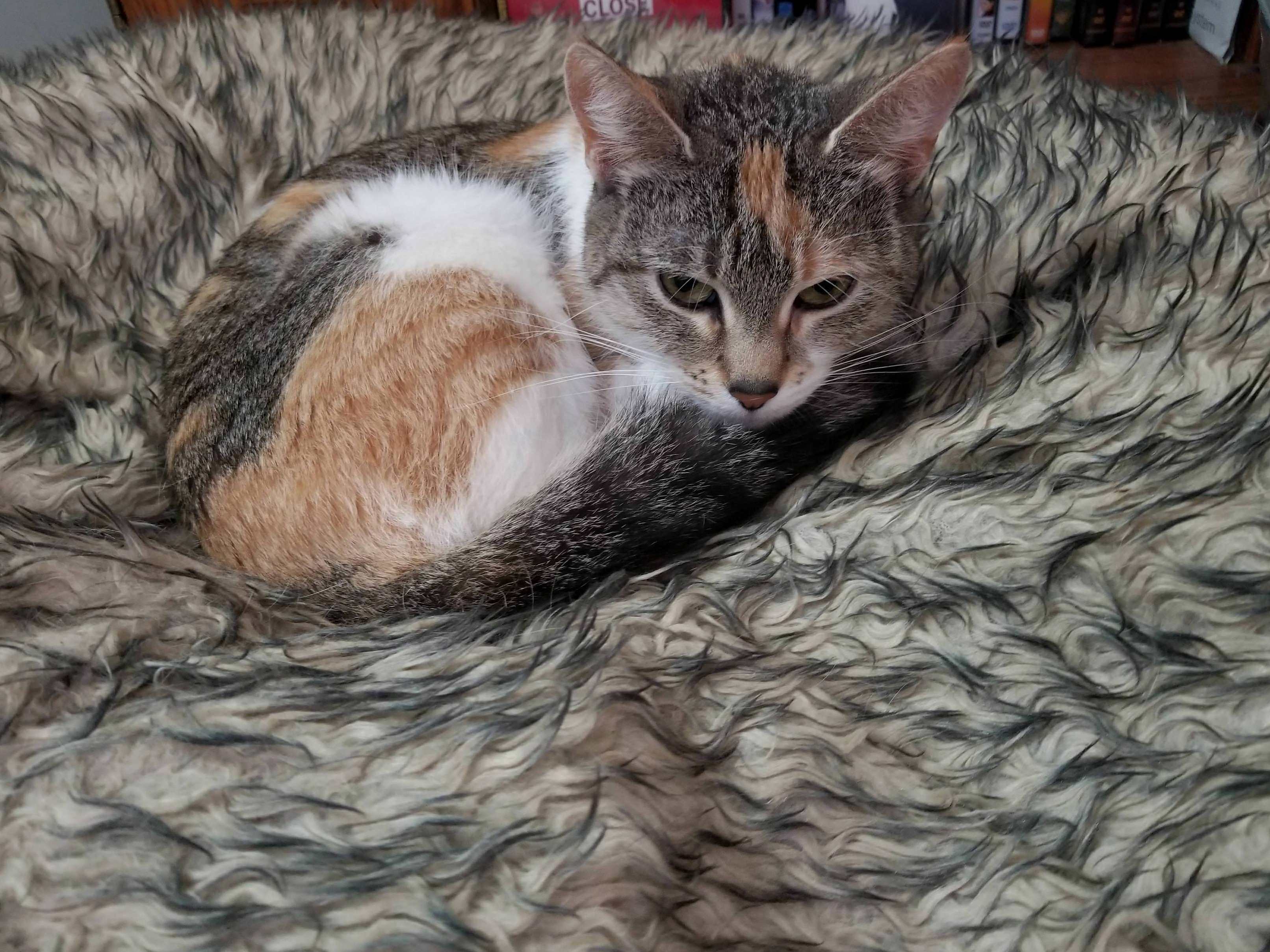 Shes Mad About Her Recent Trip to the Vet.