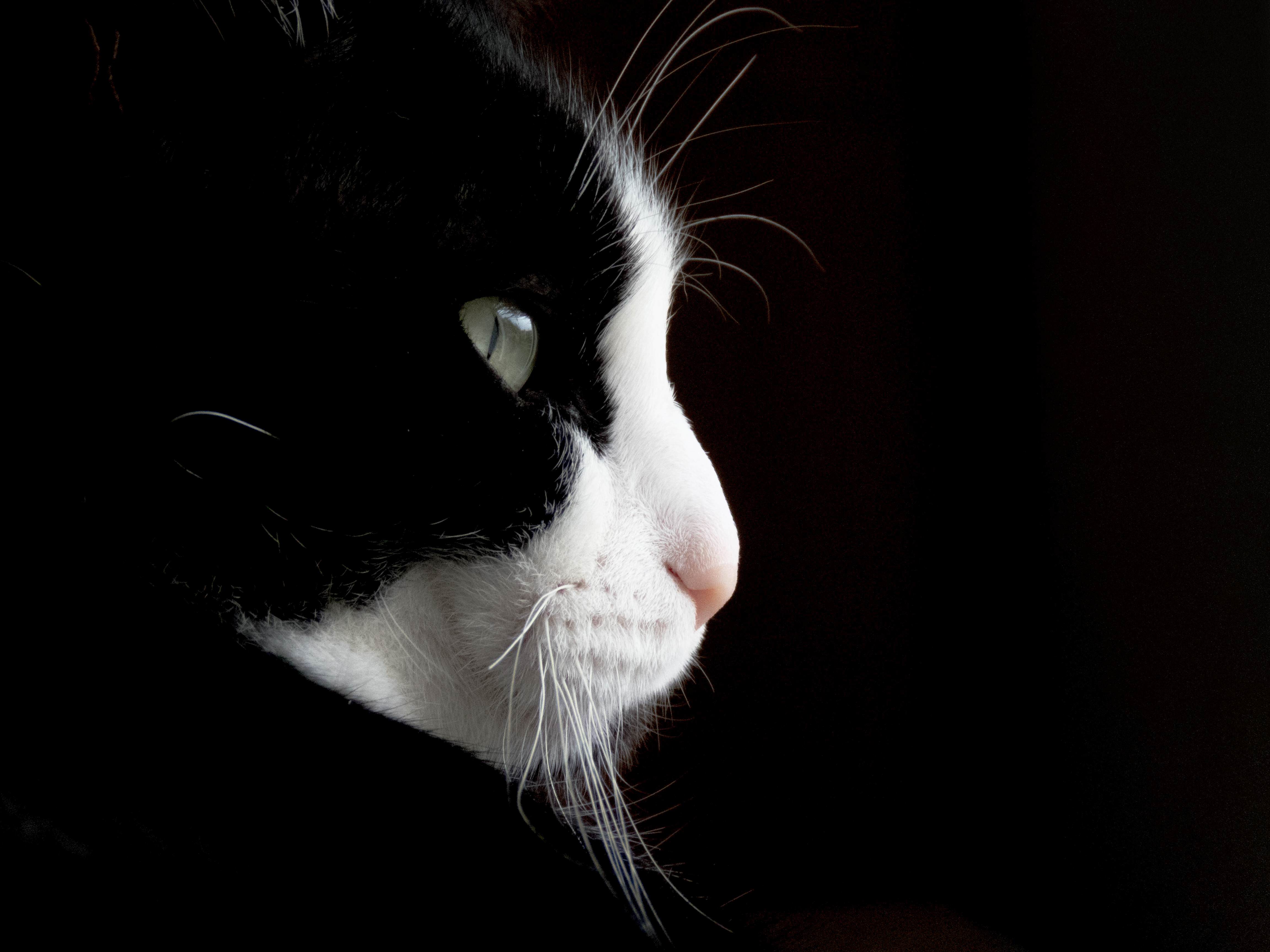 Side Portrait of My Cat