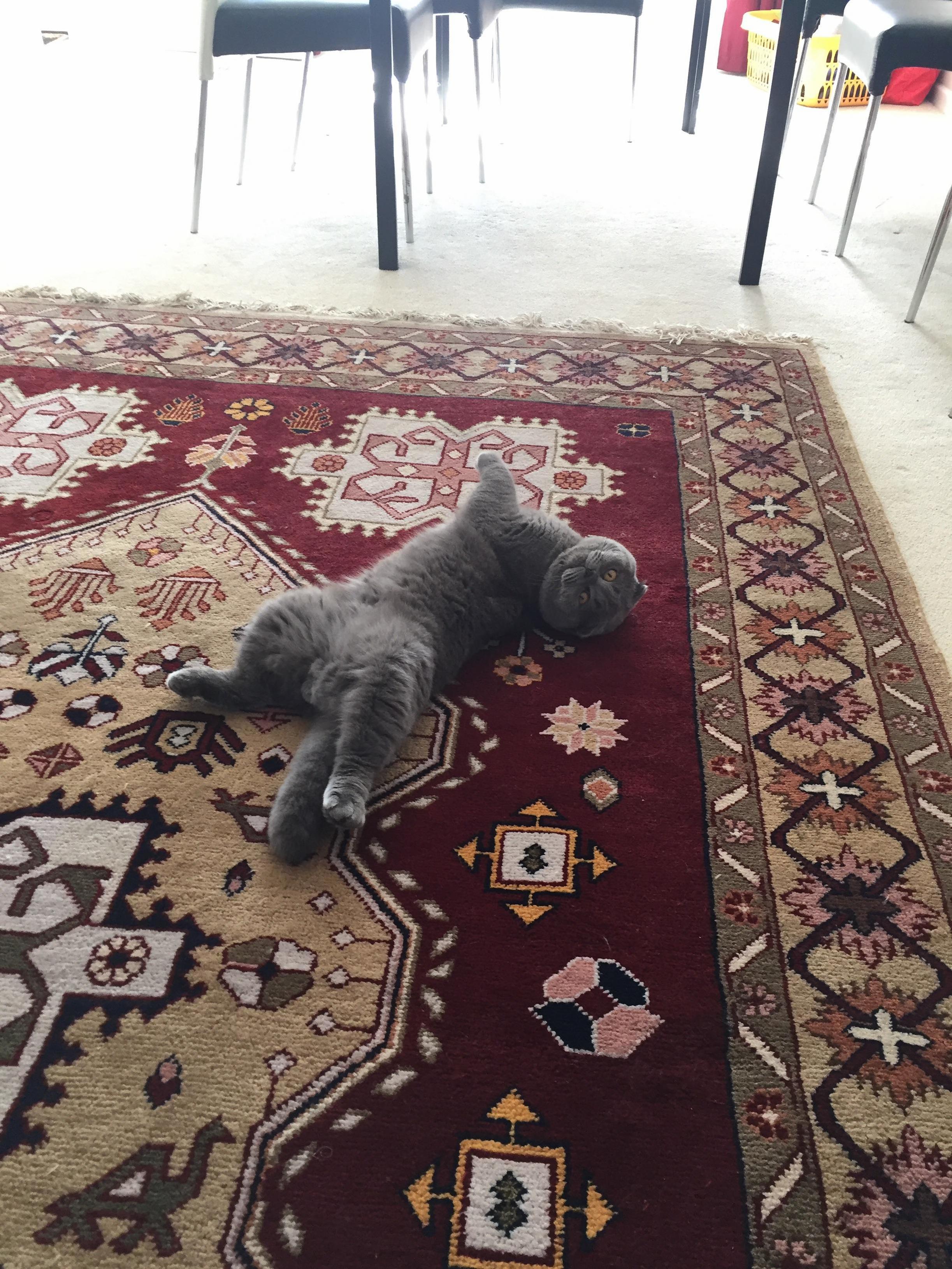 Silly Boy Likes Silly Positions