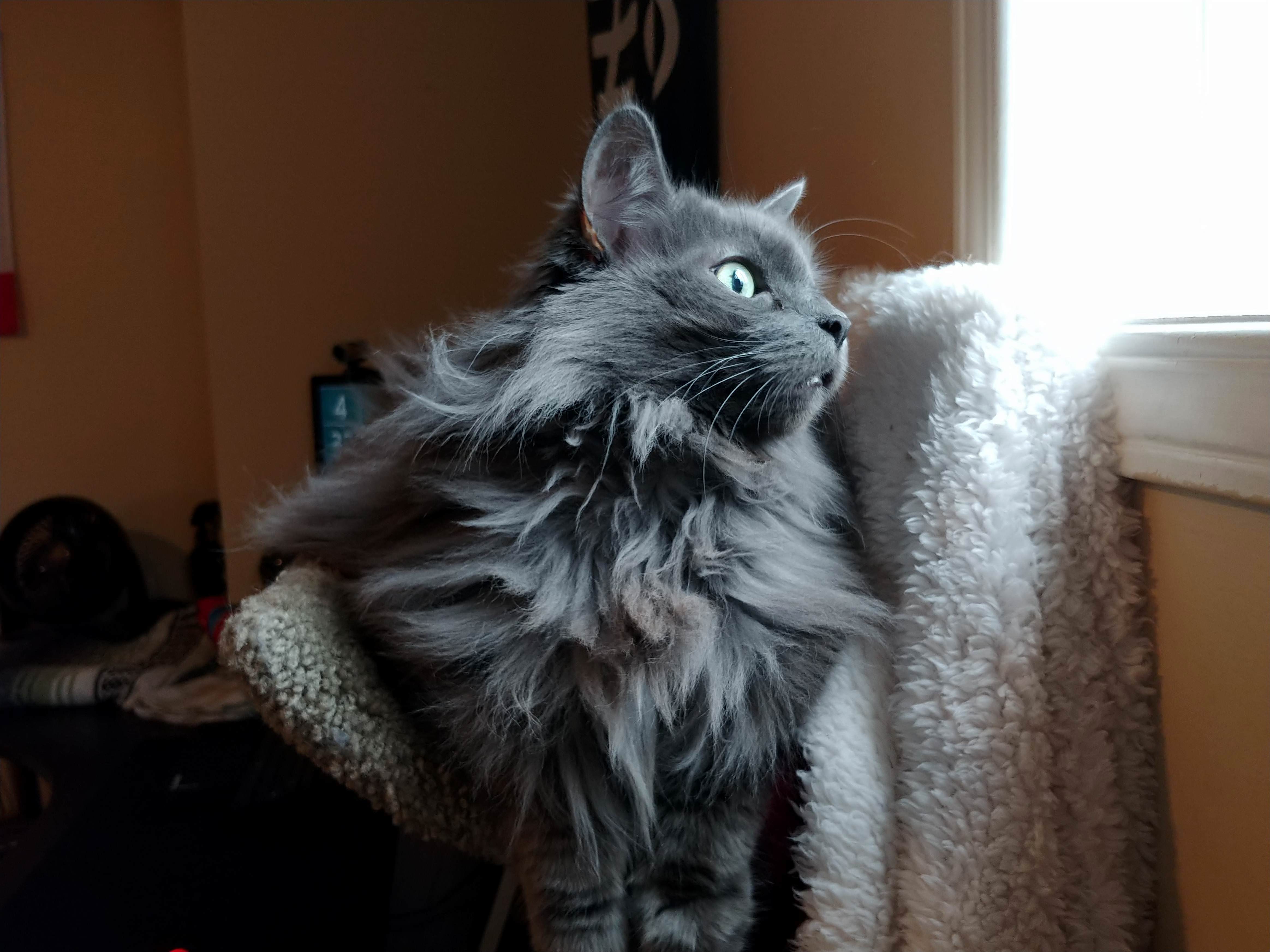 Sitza Is the Floof King, Change My Mind