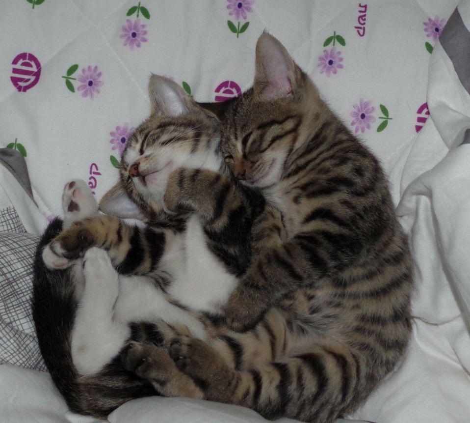 Sleeping Posture of Husband and Wife