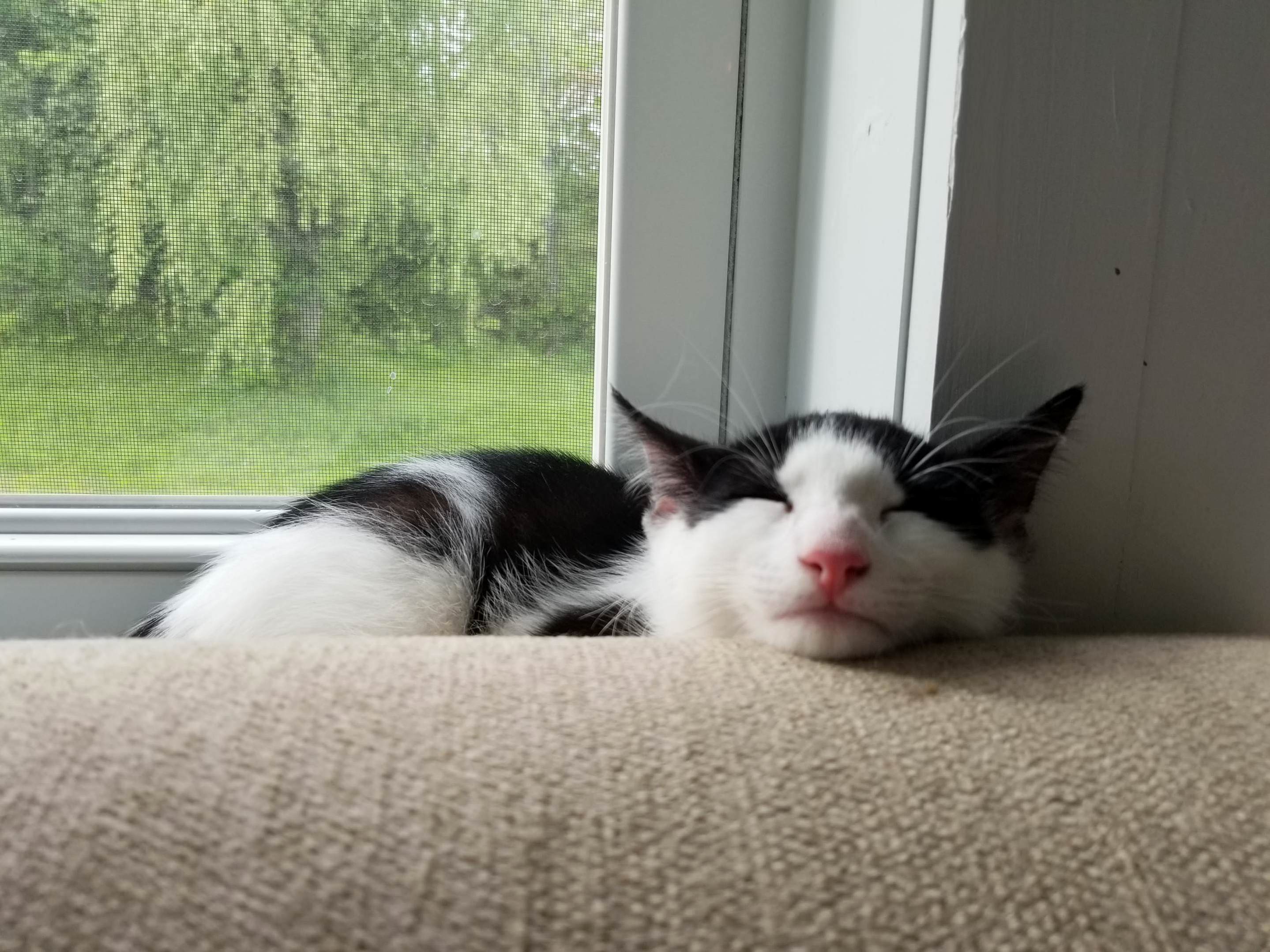 Sleepy Kitten Becomes Flat Kitten. Xd