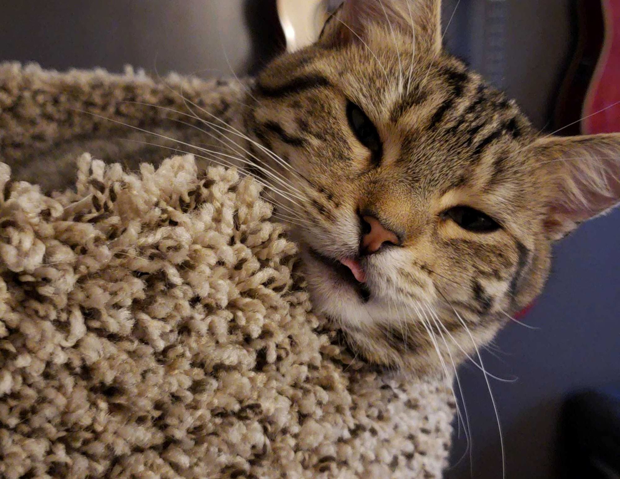 Sleepy Mlem Cat