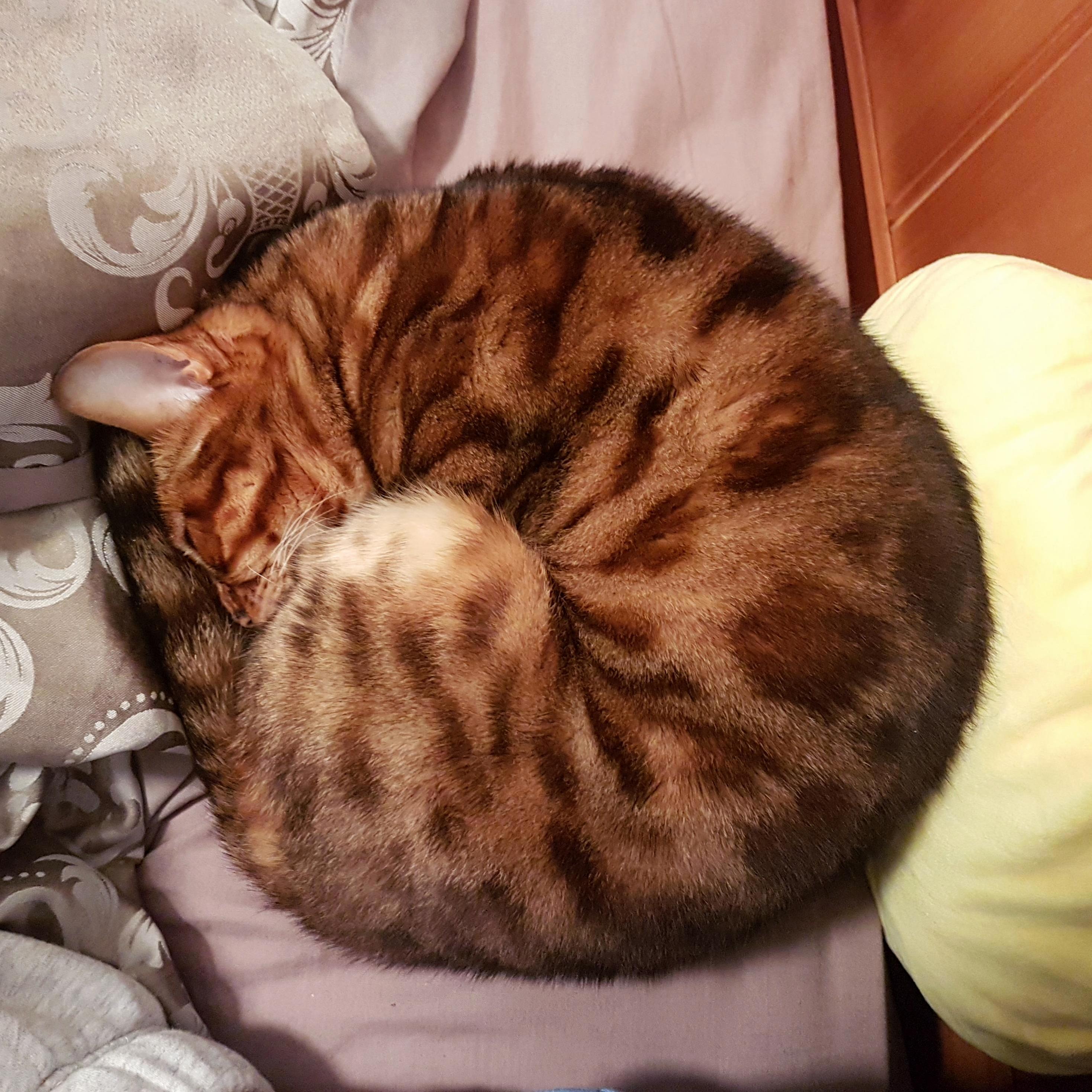 Snail Mode Is Activated