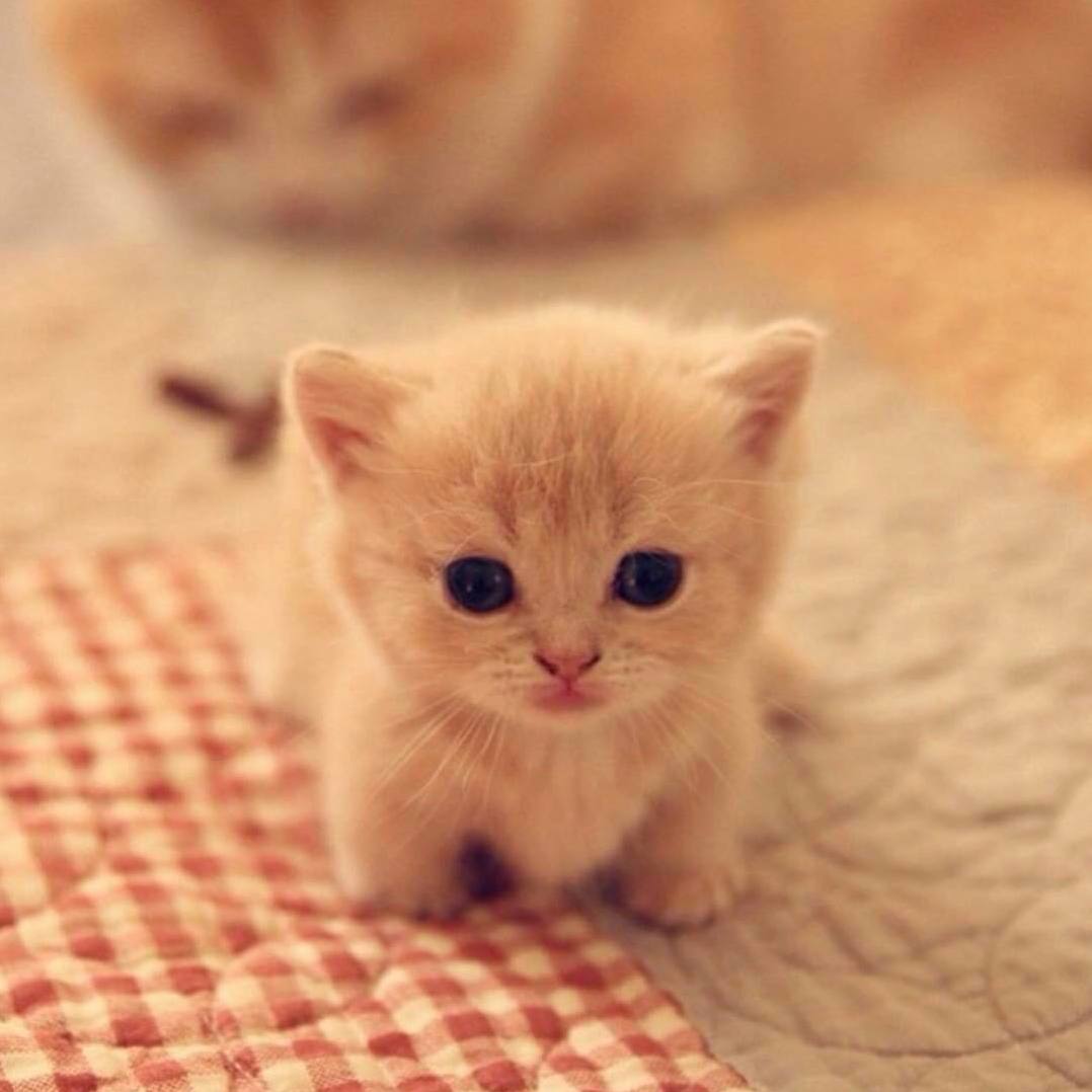 So Smol