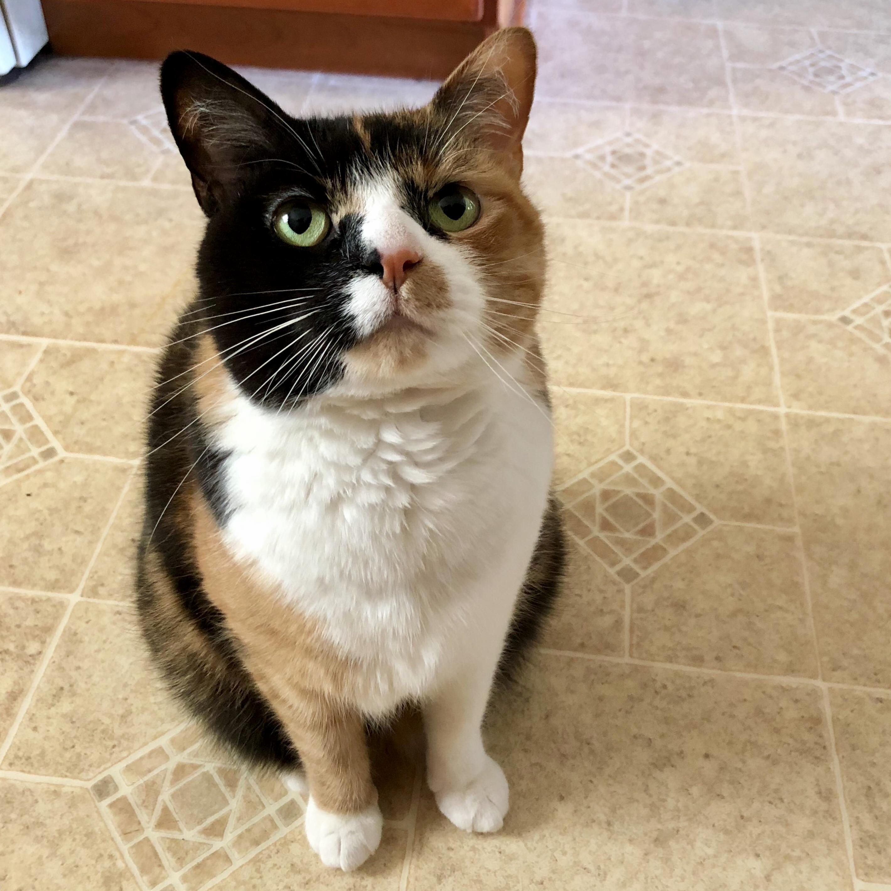 Sofie Likes Human Food, Especially Ham.