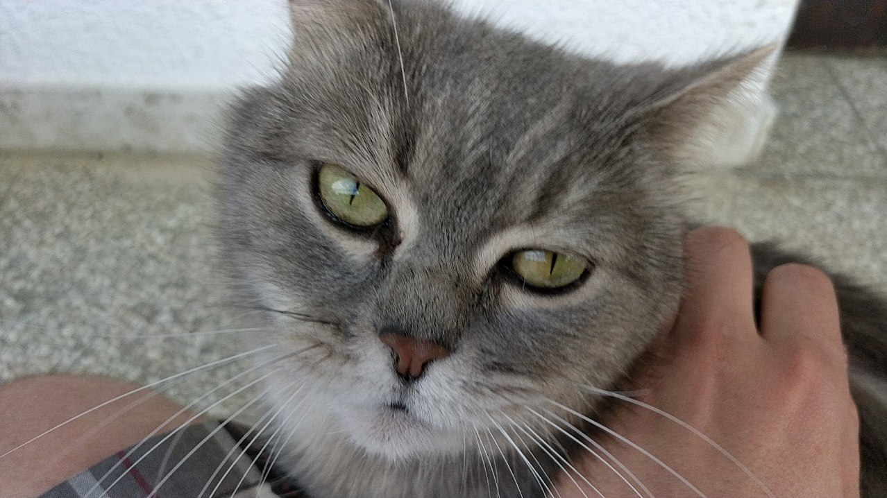 Some Cute Cat My Boyfriend Found on Vacation!