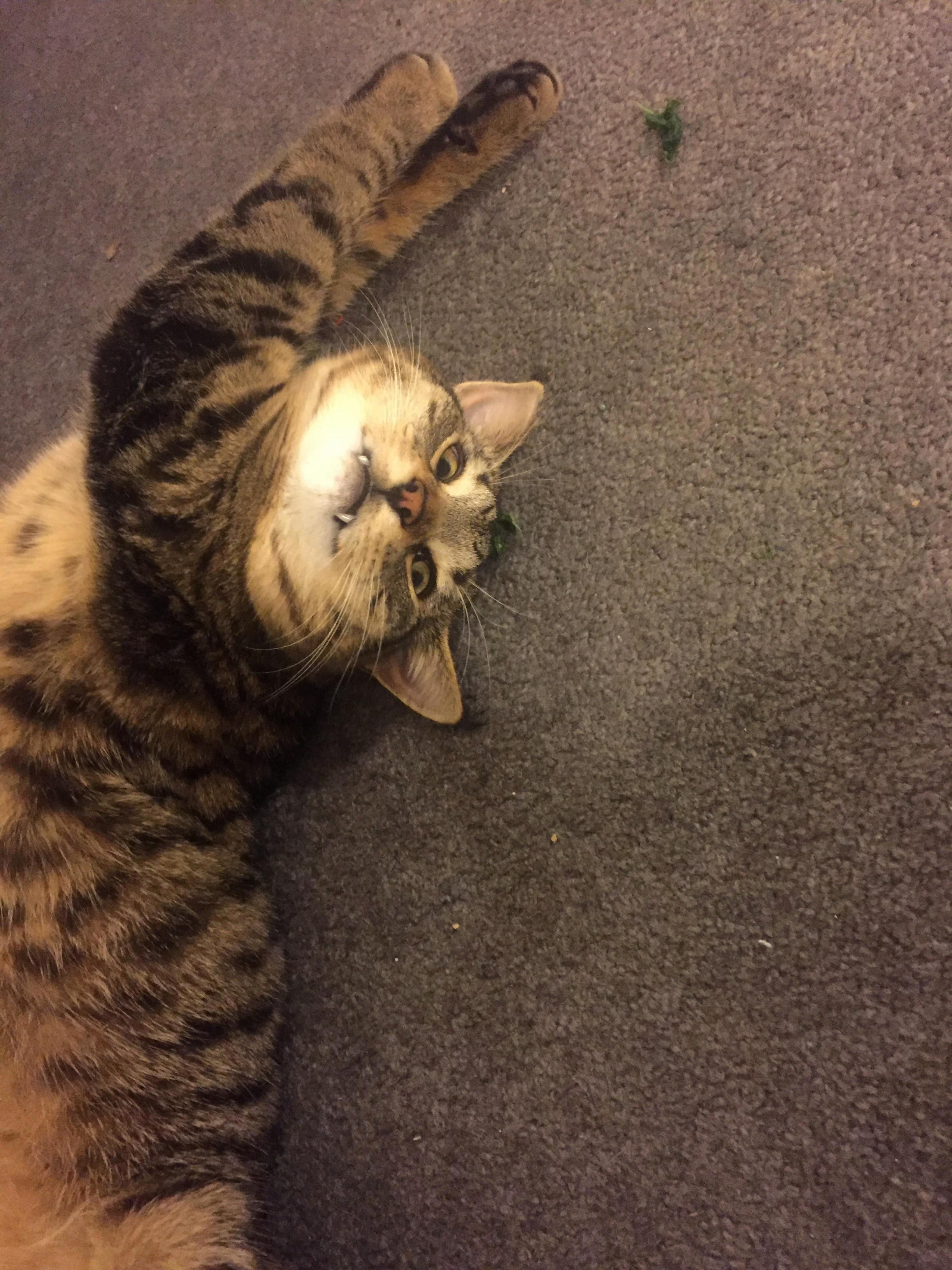 Someone Found My New Catnip Plants and Was a Bit Out of His Tree