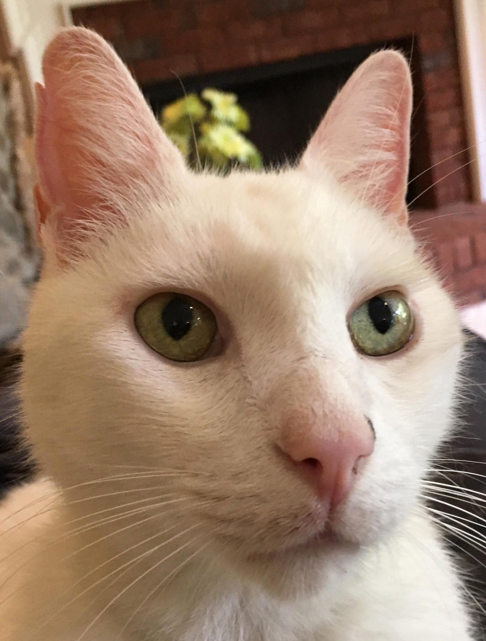 Sometimes I Think Hes Some Wise Ancient Emperor Trapped in a Cat Body