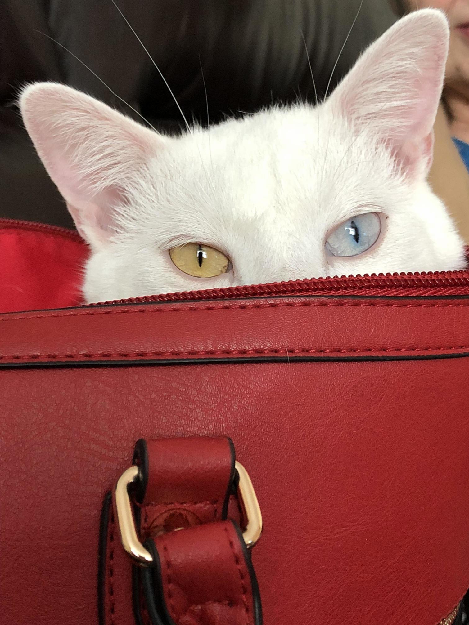 Spent 2 Hours Looking Outside for My Deaf Cat After Leaving a Window Open (He Is a House Cat) and He Was Asleep in Grandmas Bag!