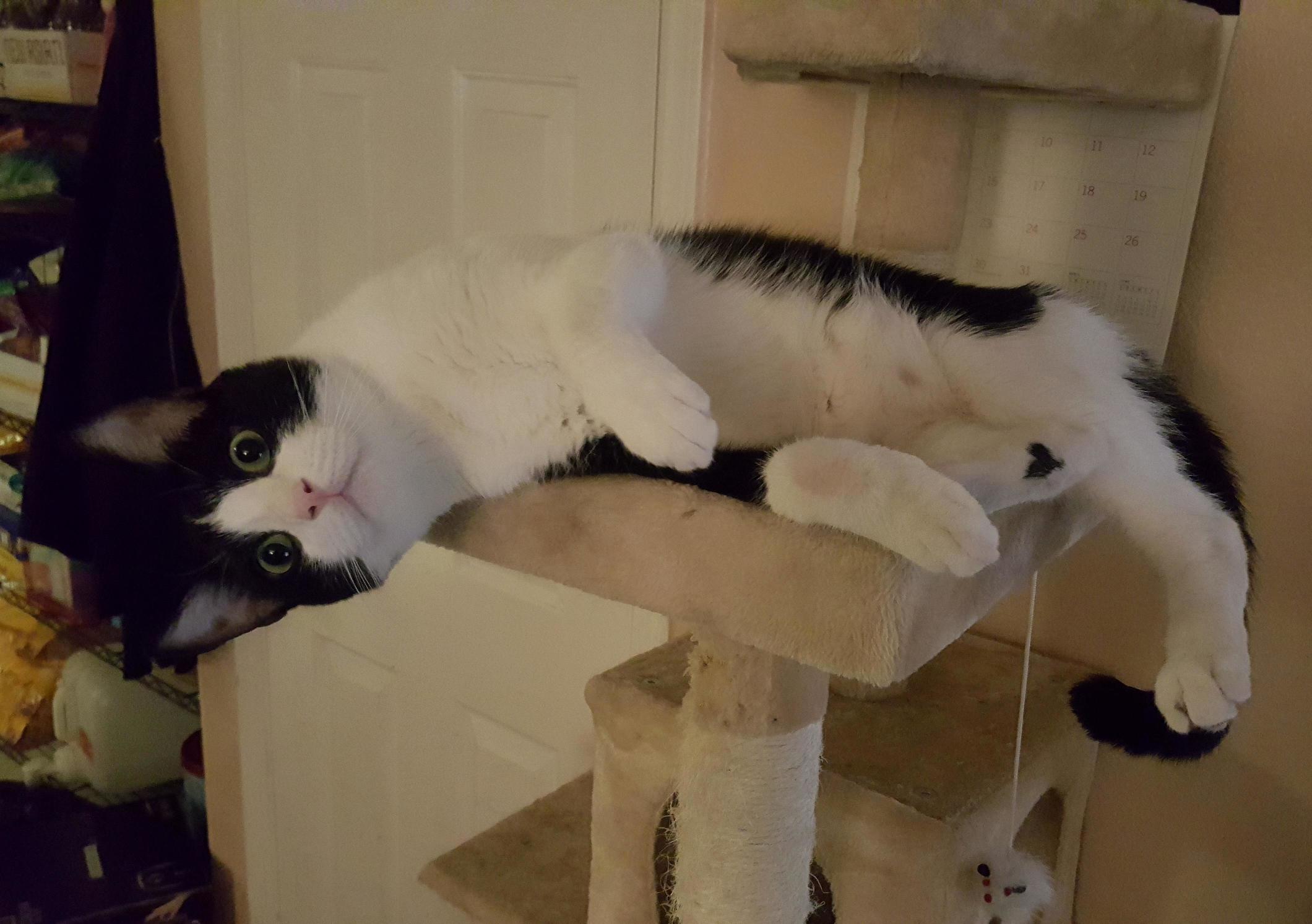 Still Cant Find Where He Hid His Collar!