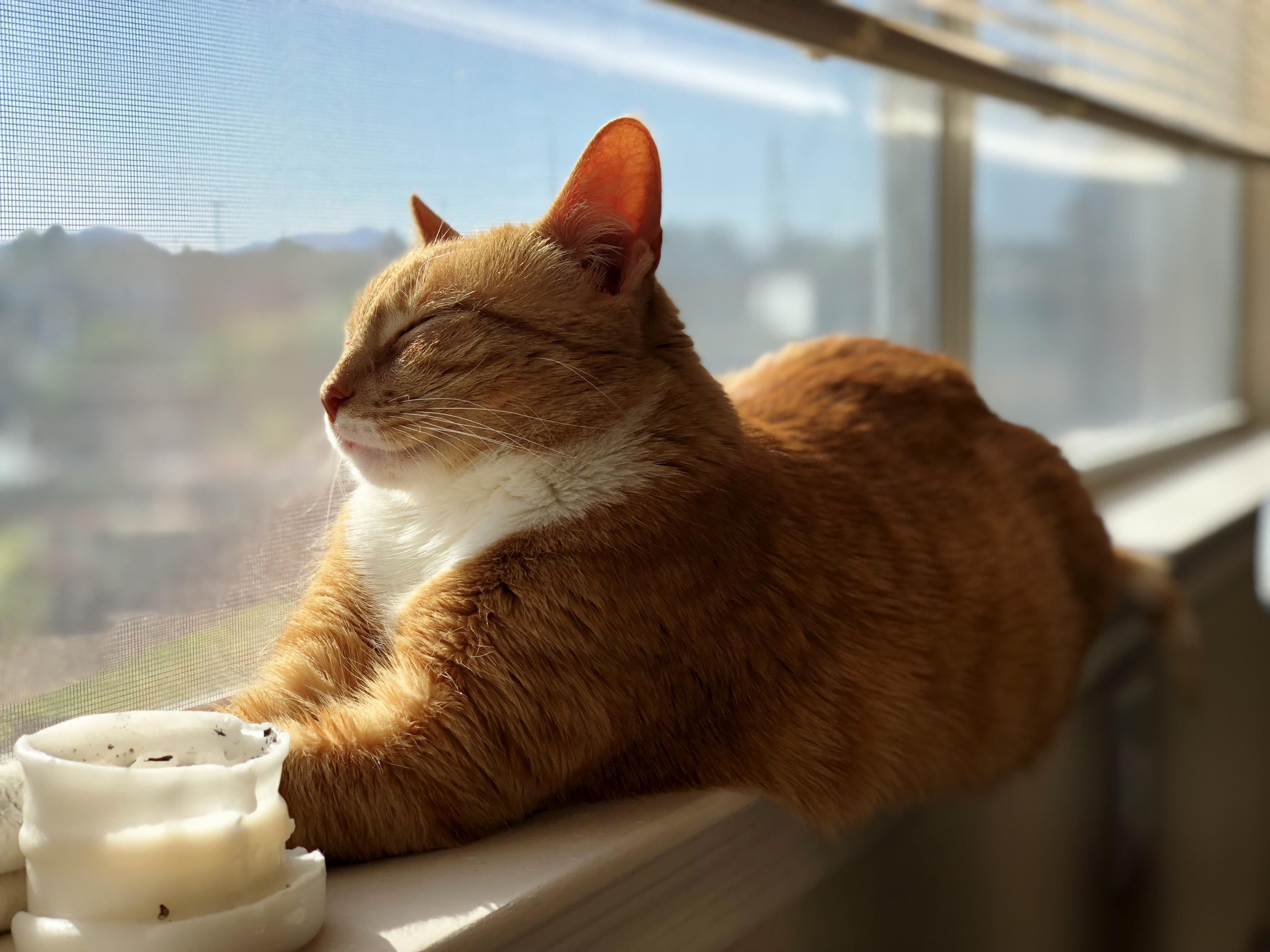 Sunbathing with Tangee