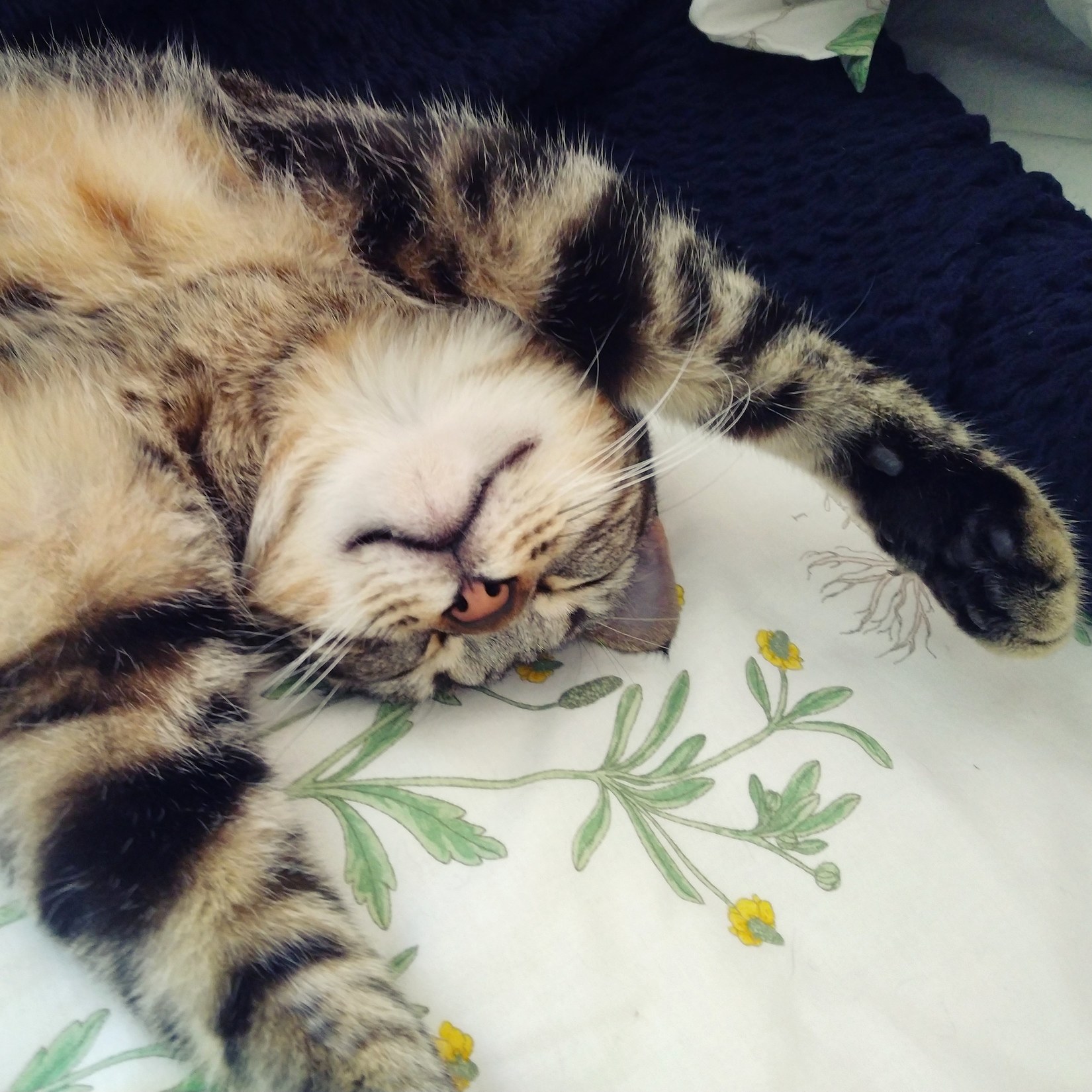 Sundays Are for Siesta!