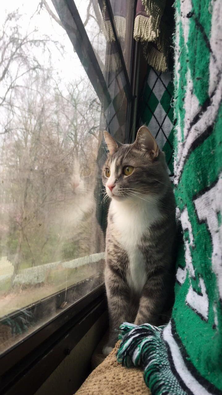 Super Soft Buddy, Roscoe!