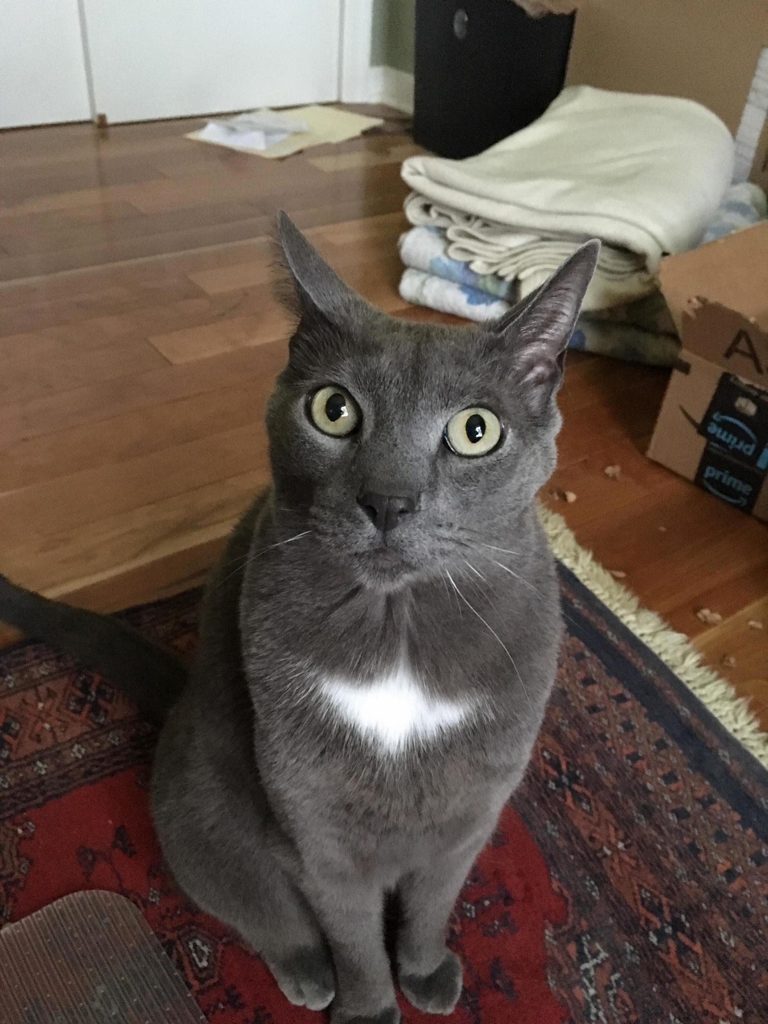 Tesla Heard a Bird