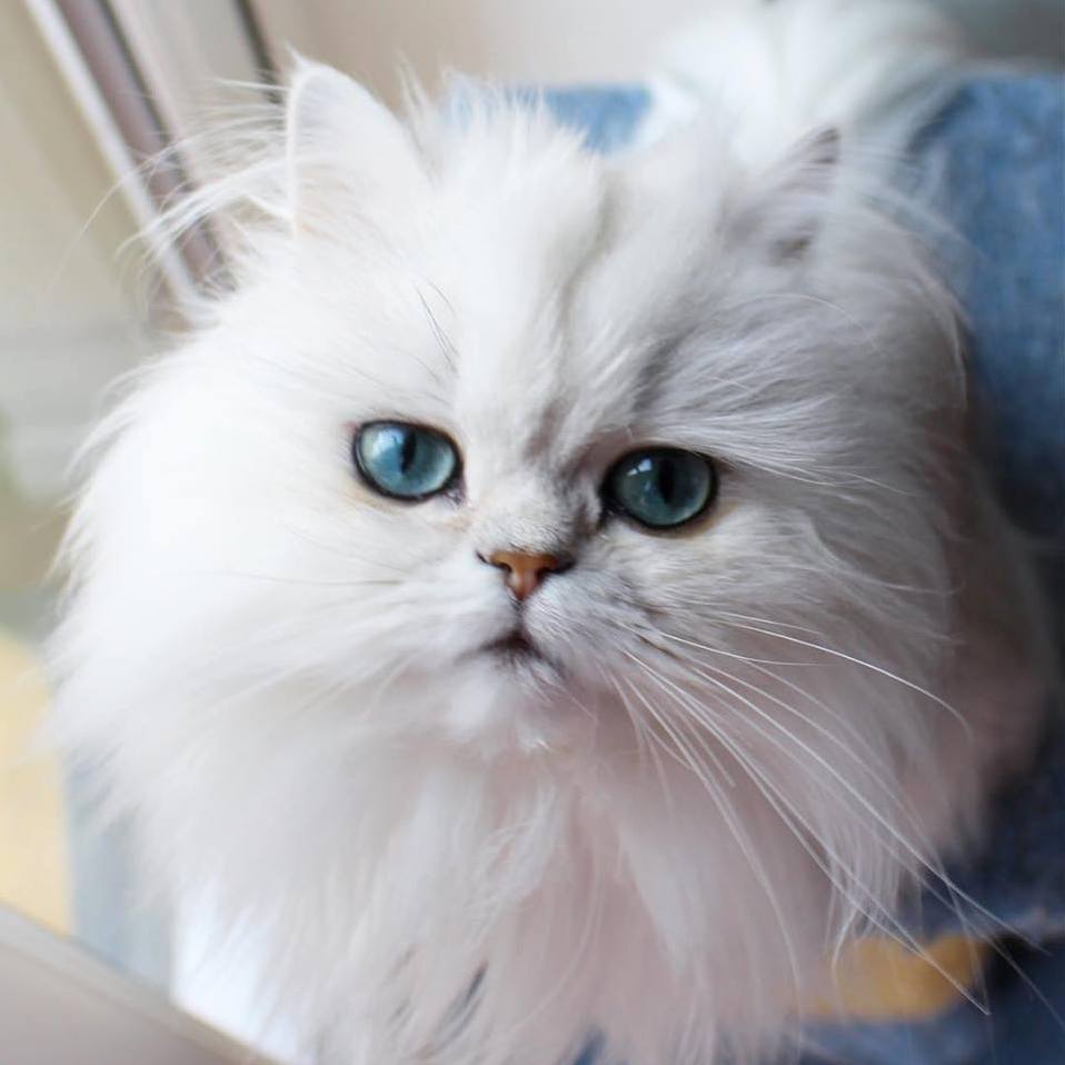 That Doesnt Look Like Fresh Chicken to Me, Hooman!