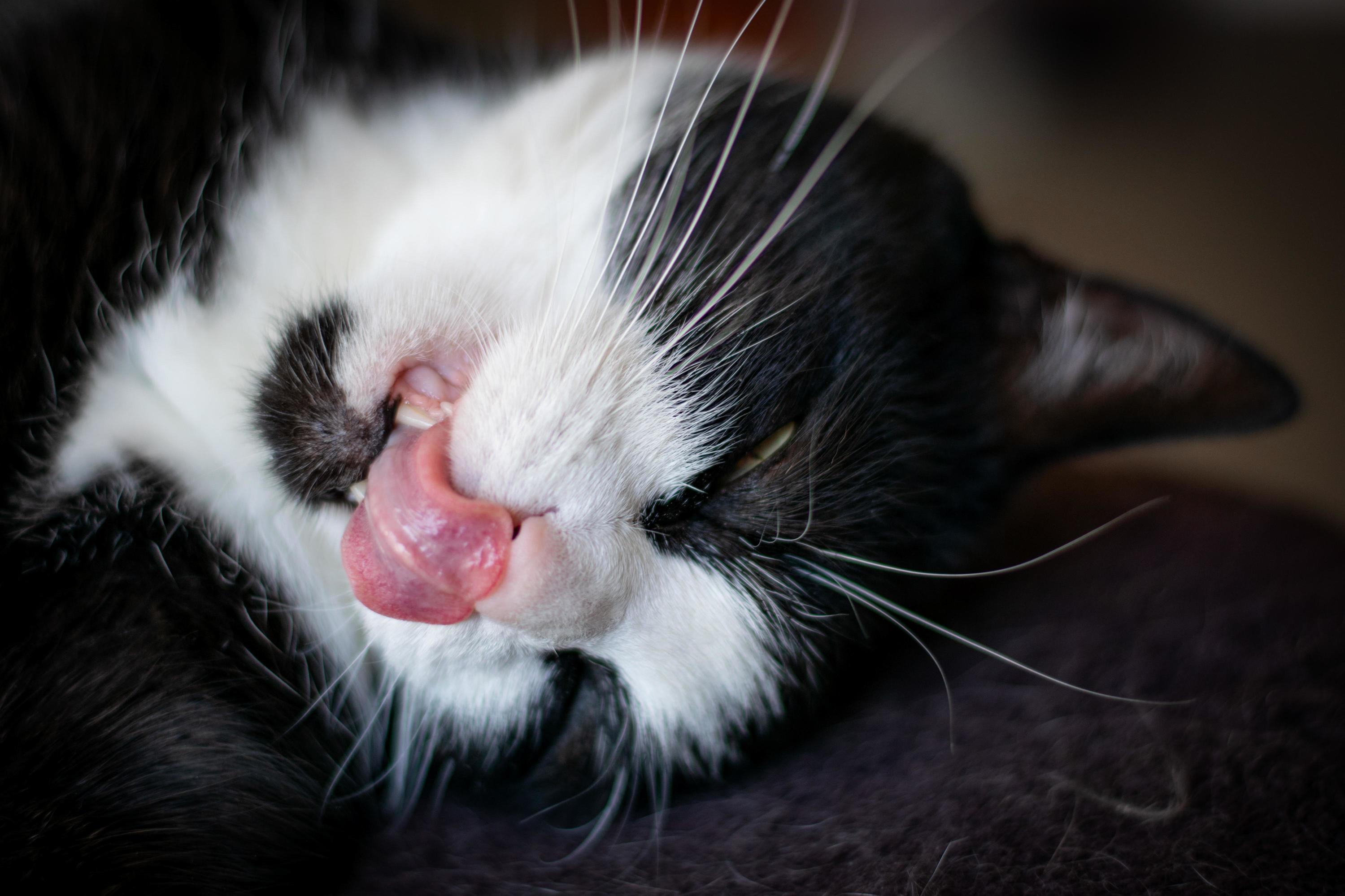 The Cat. Mid.. Something. Whatever Hes Doing.