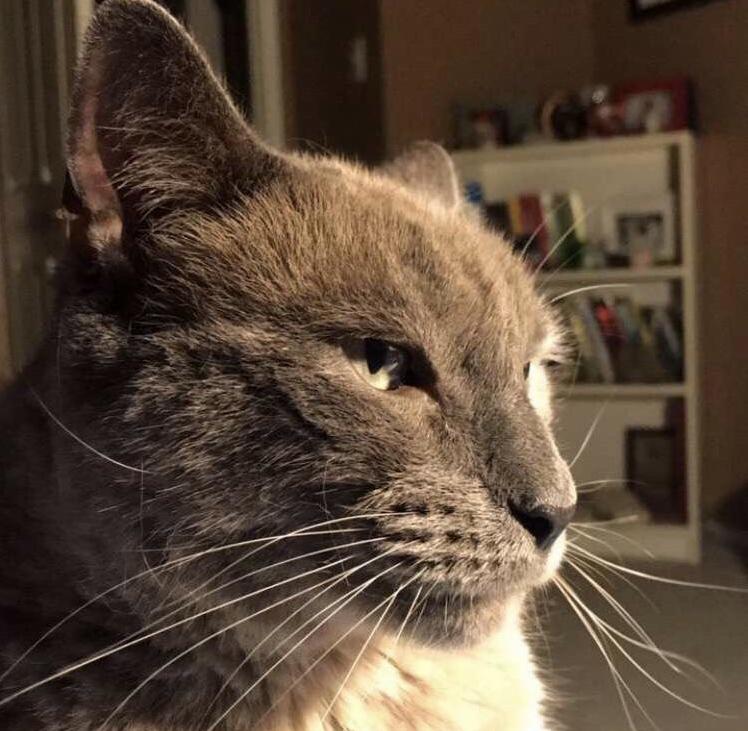 The King of the House