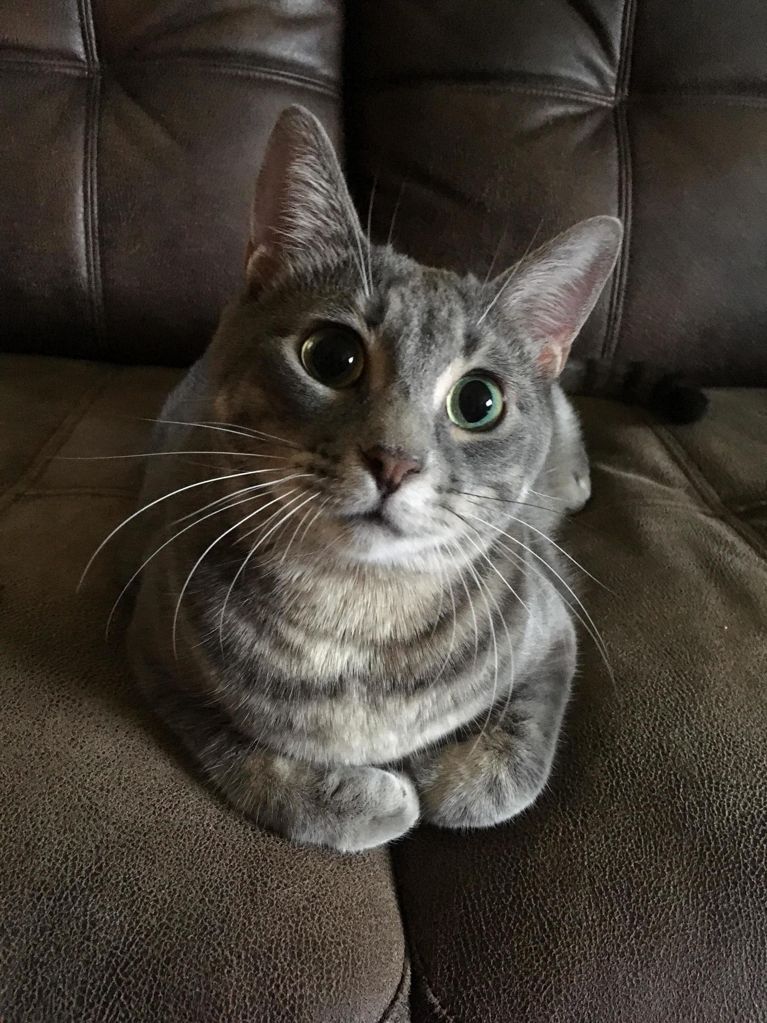 The Meow-nificent Will