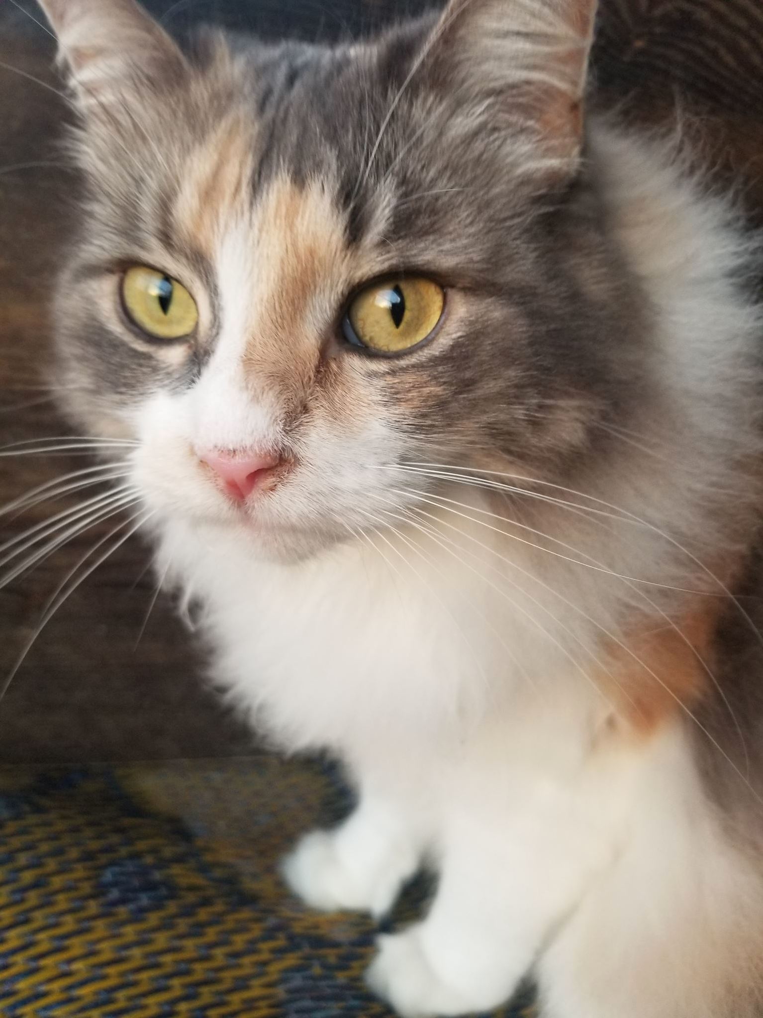 The Morning After Successfully Taking Her on a Walk