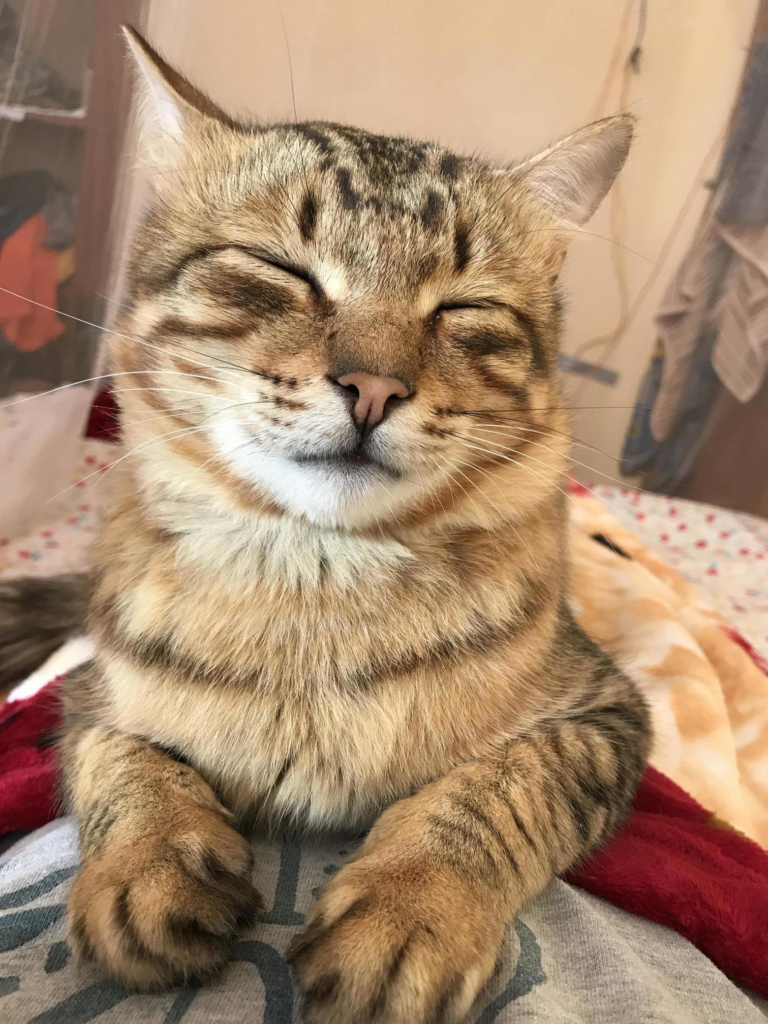 The Neediest Kitty